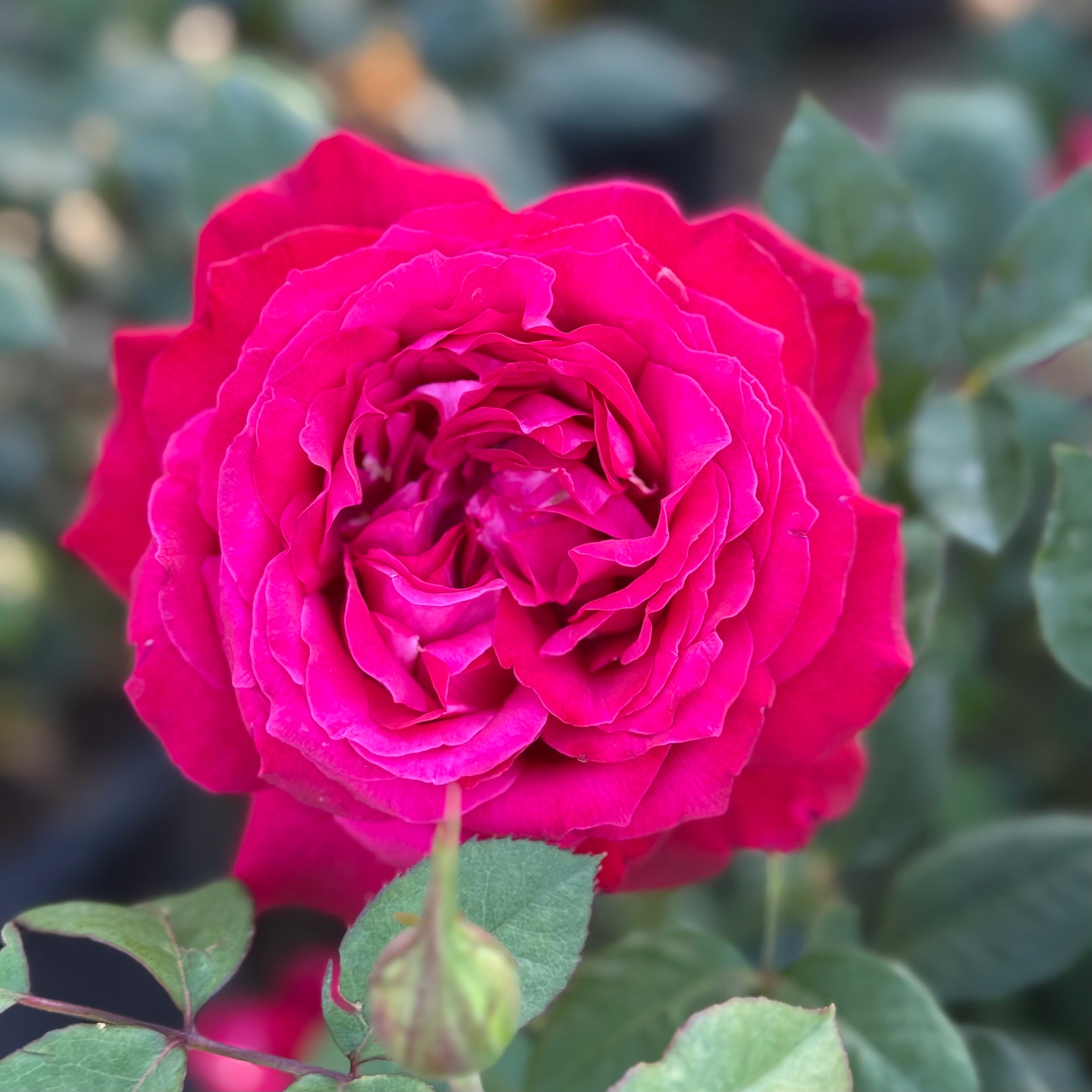 Janice Kellogg® Potted Rose Bush