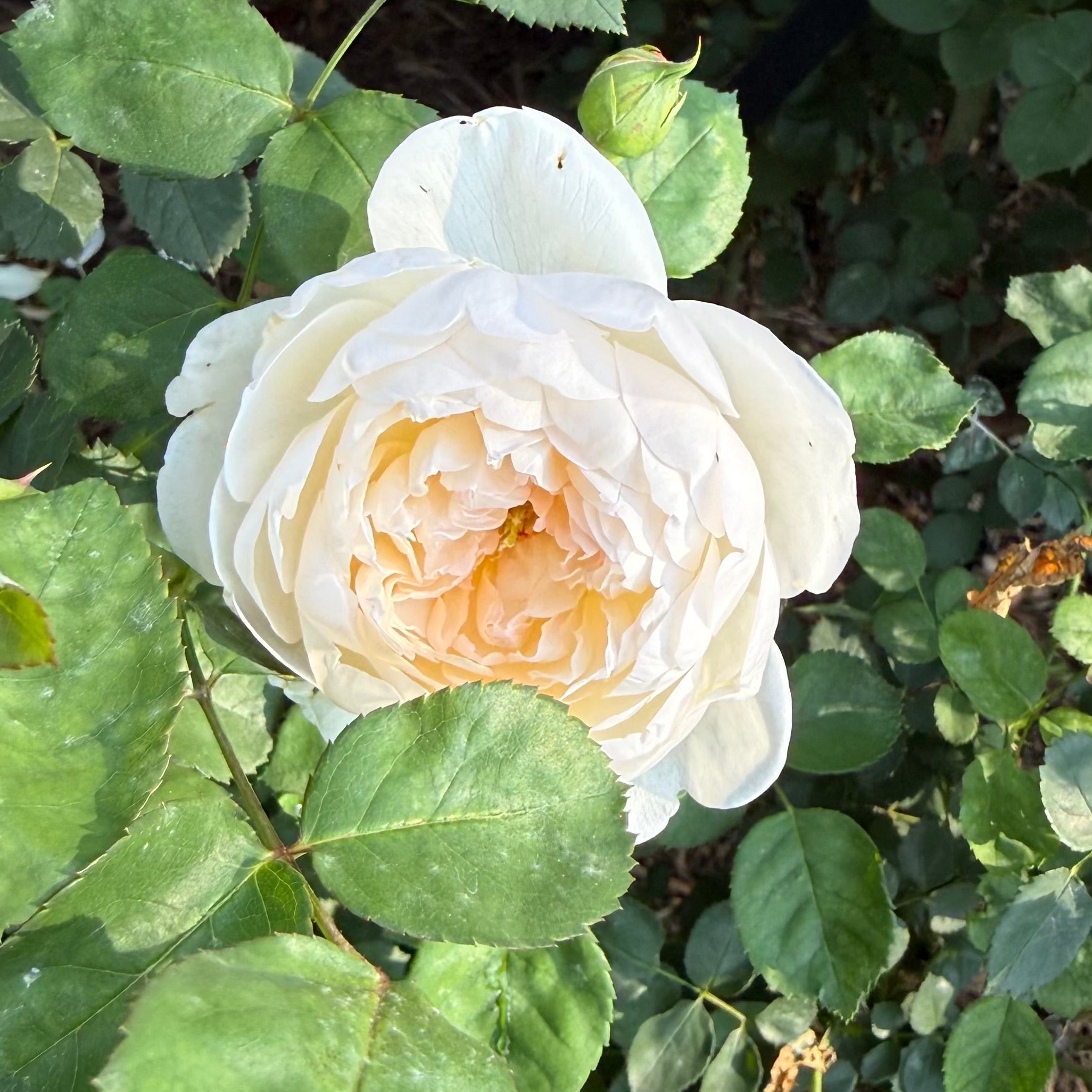 David Austin® Glamis Castle Potted Rose Bush