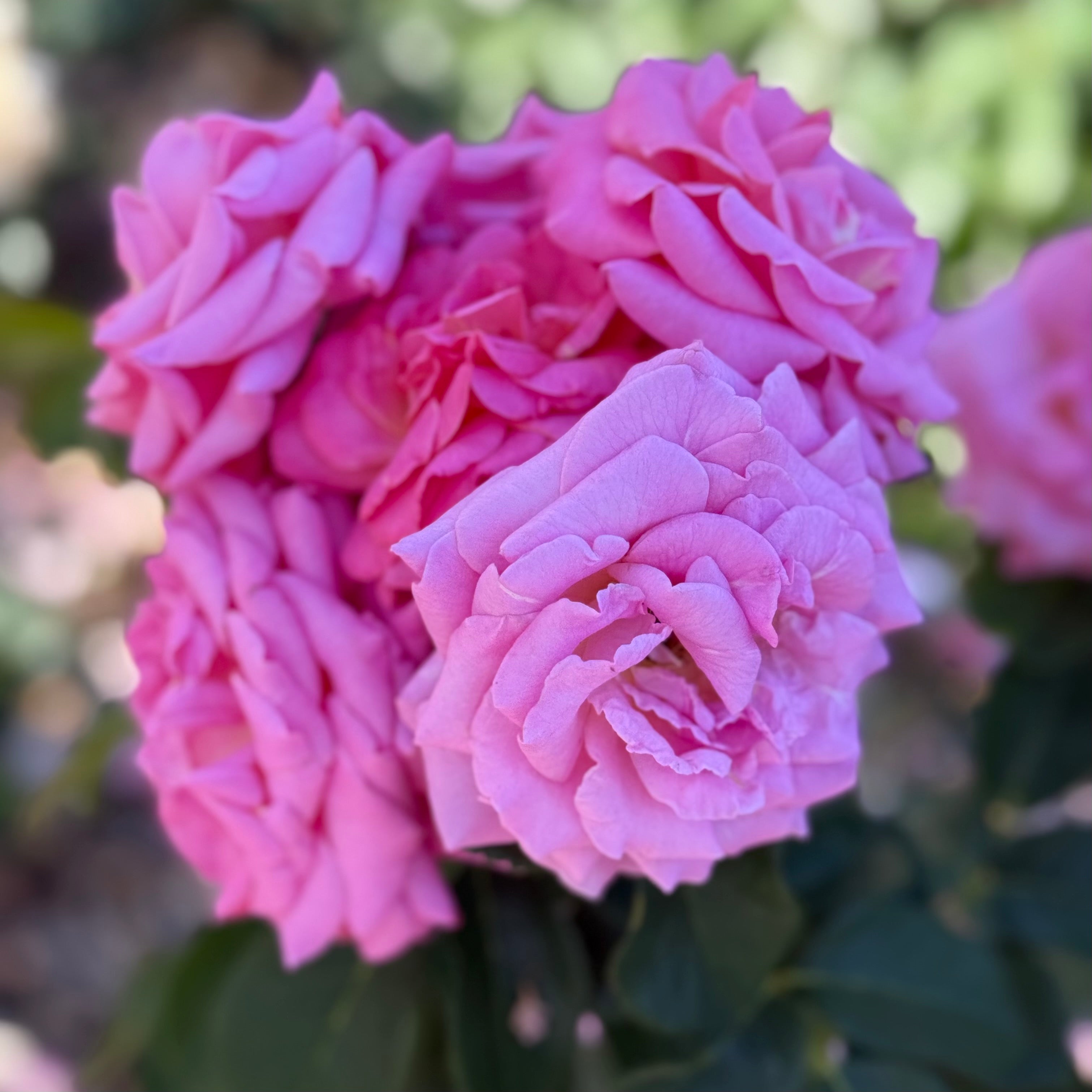 Time After Time™ Potted Tree Rose
