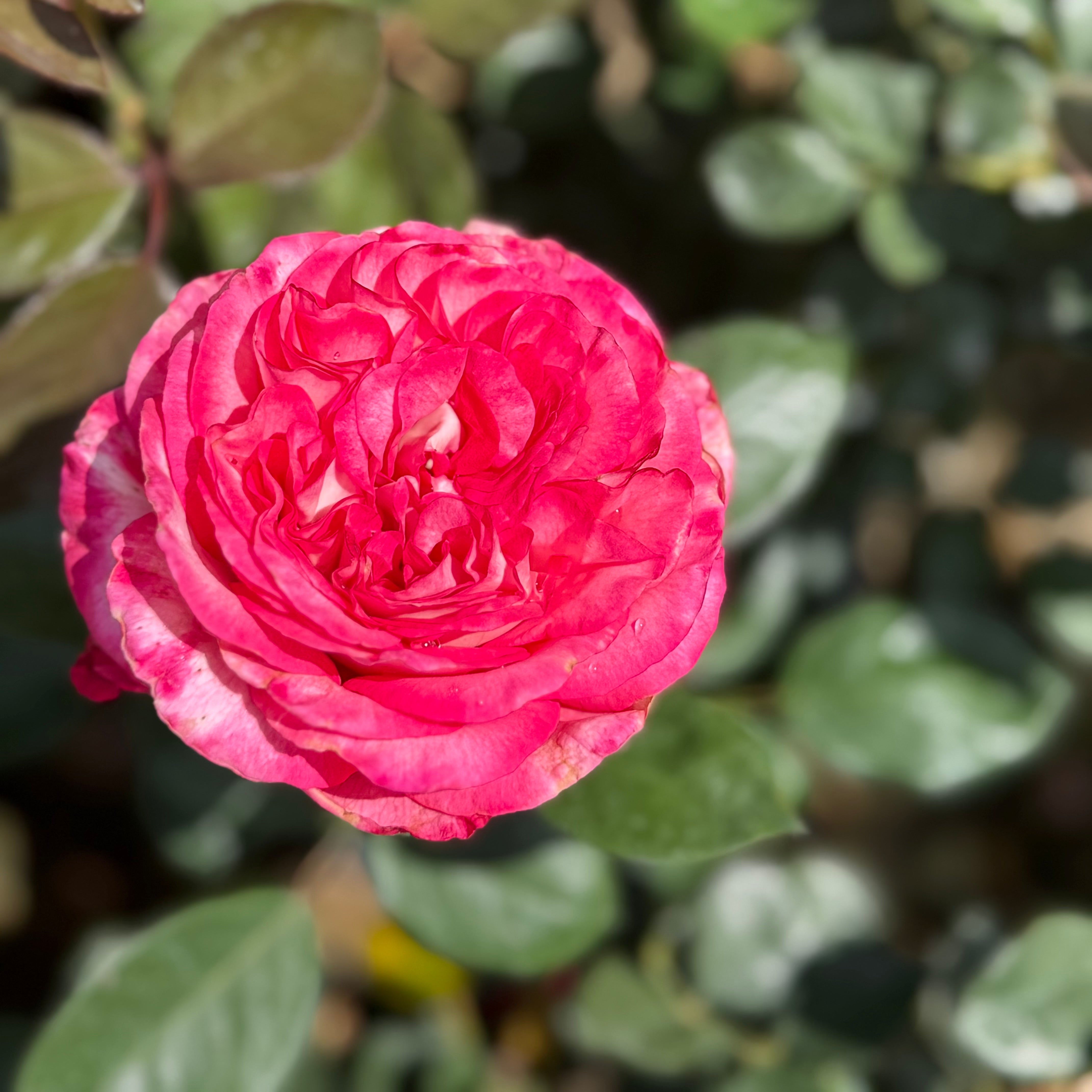 Big Momma™ Potted Rose Bush