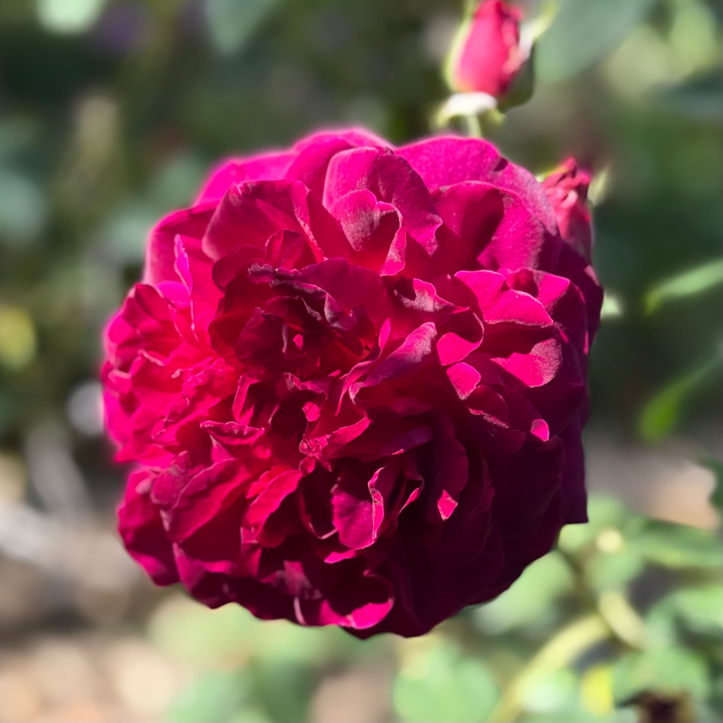 David Austin® Munstead Wood® Potted Rose Bush