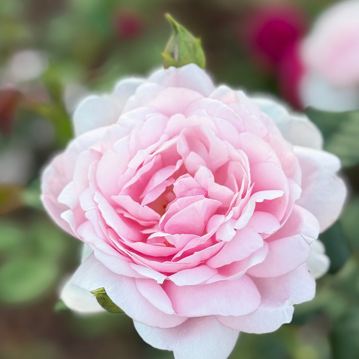 David Austin® Scepter’d Isle® Potted Tree Rose