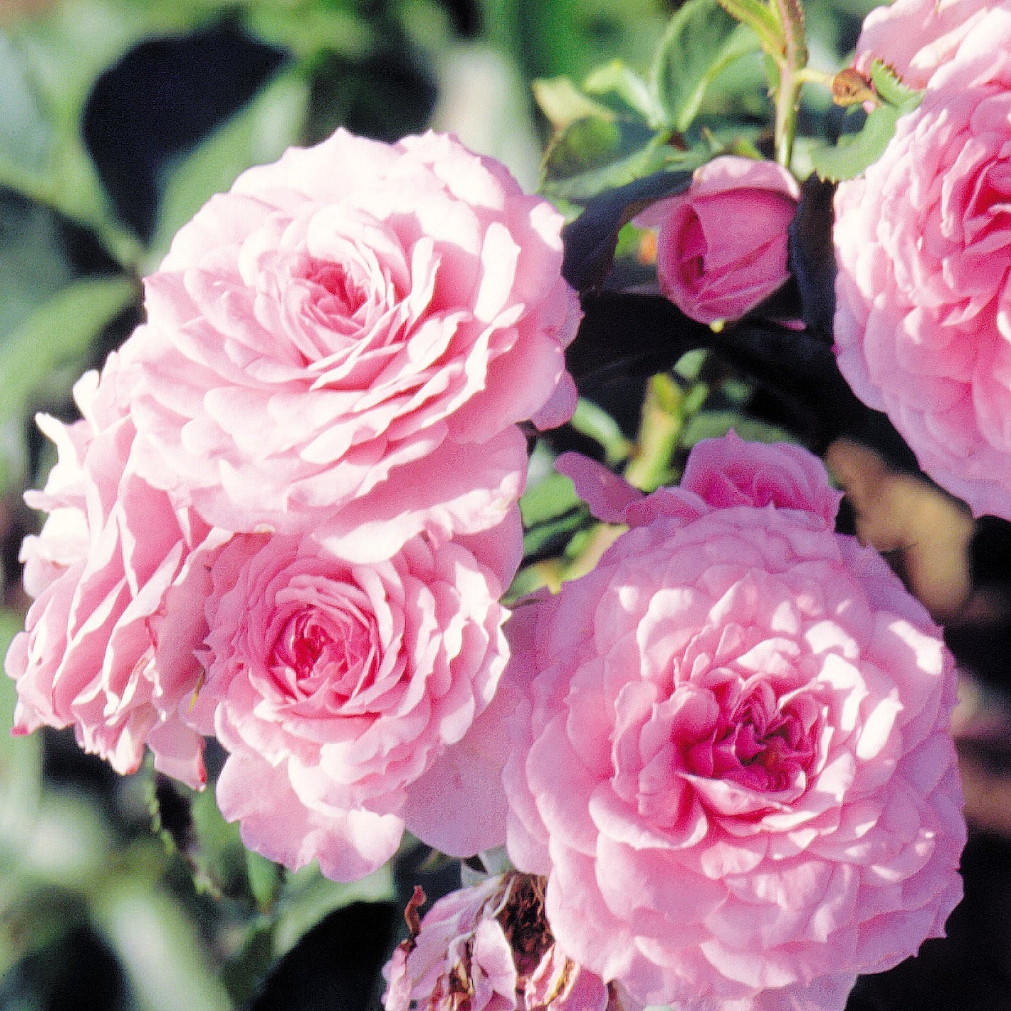 Royal Bonica® Bare Root Rose Bush