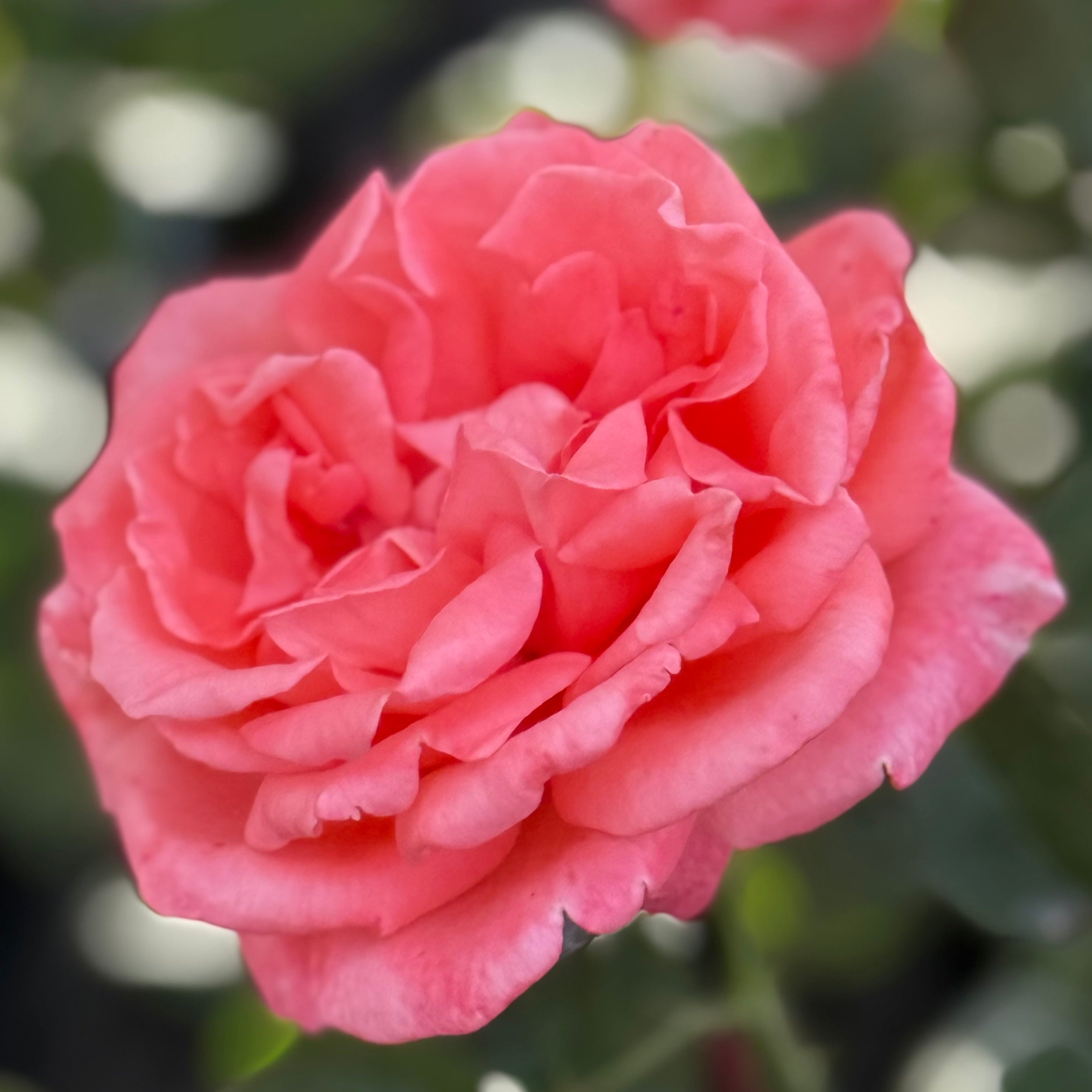 Tropicana Bare Root Tree Rose