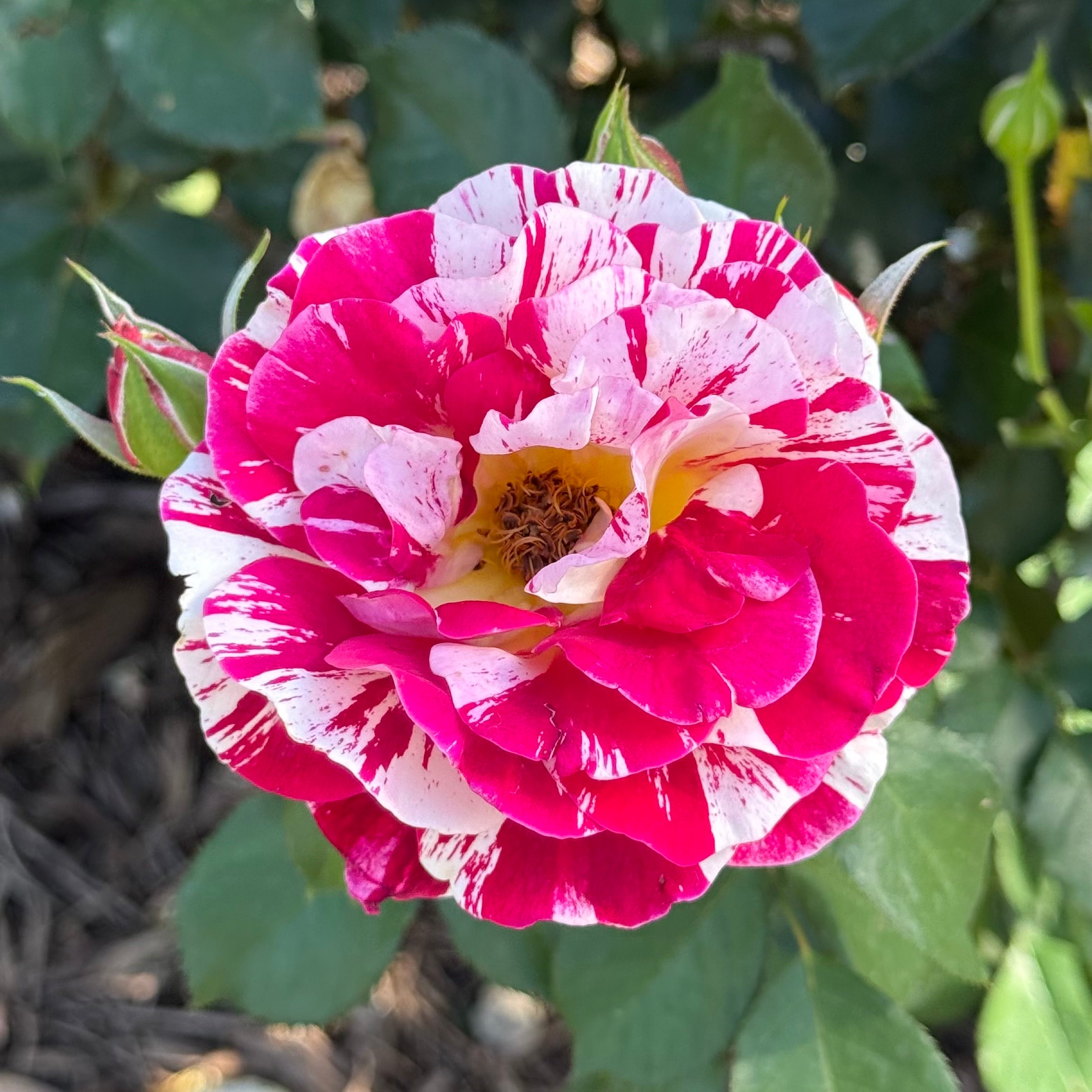 George Burns Bare Root Rose Bush