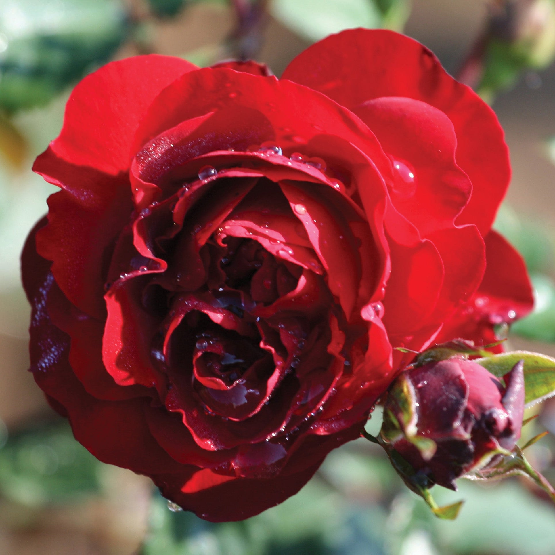 AC™ Navy Lady Bare Root Rose Bush