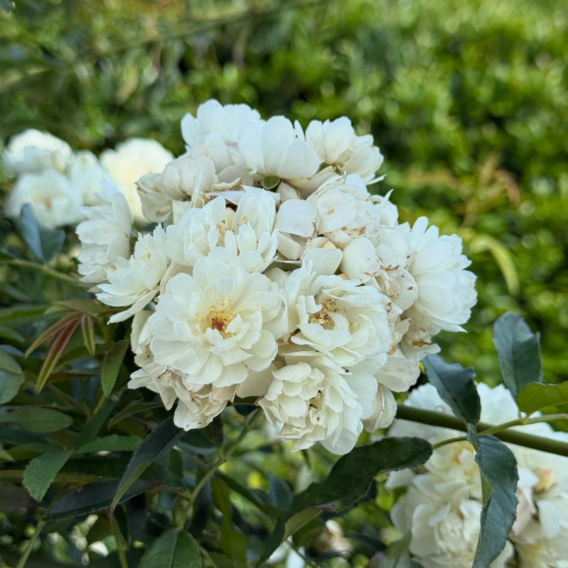 Purezza Banks Potted Climbing Rose