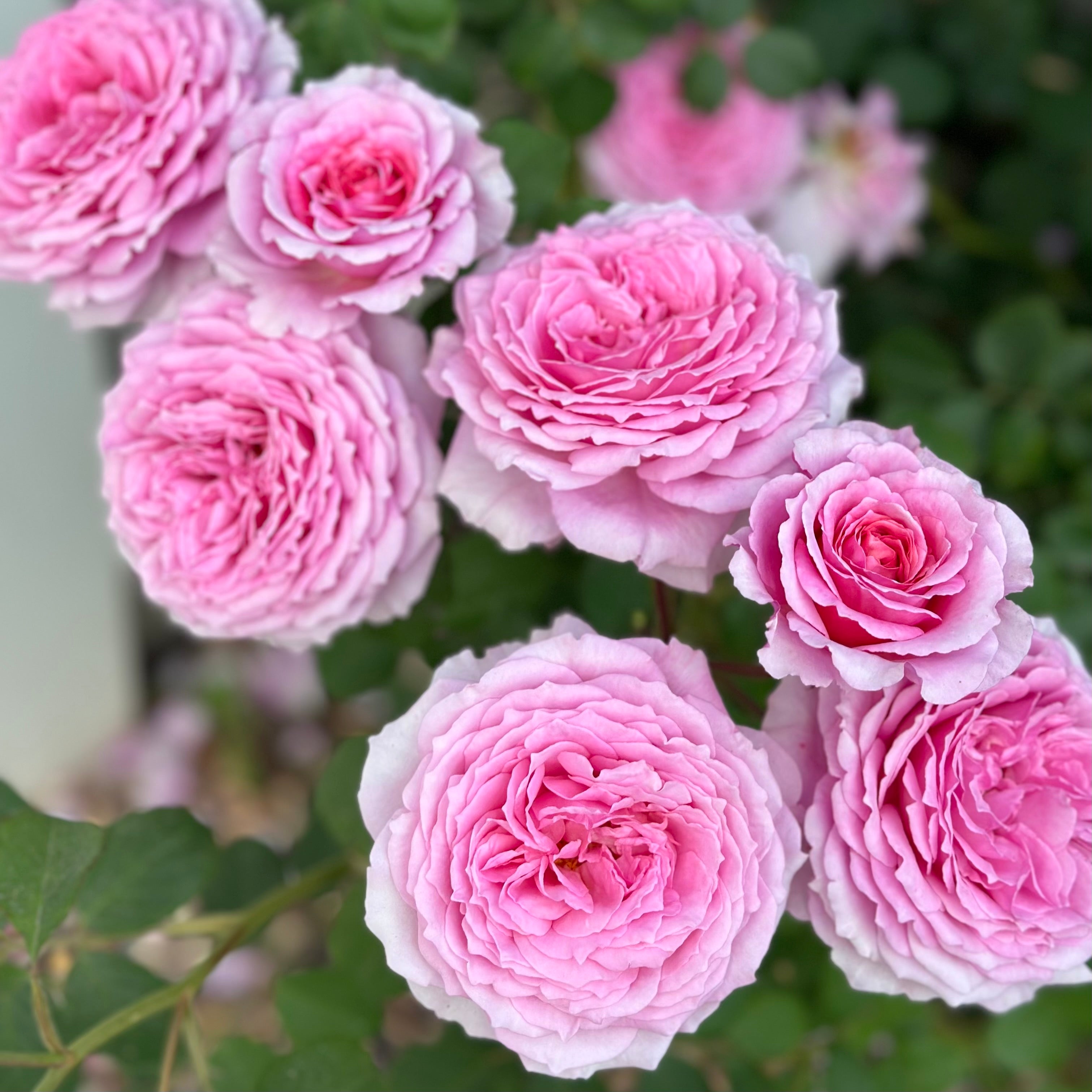 David Austin® James Galway® Potted Climbing Rose