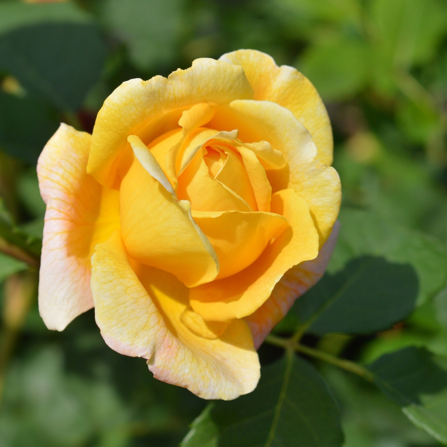 David Austin® Graham Thomas® Potted Climbing Rose