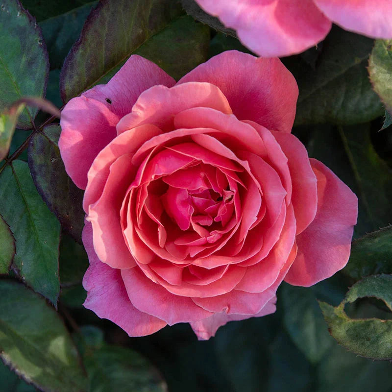 Miss Manners™ Potted Rose Bush