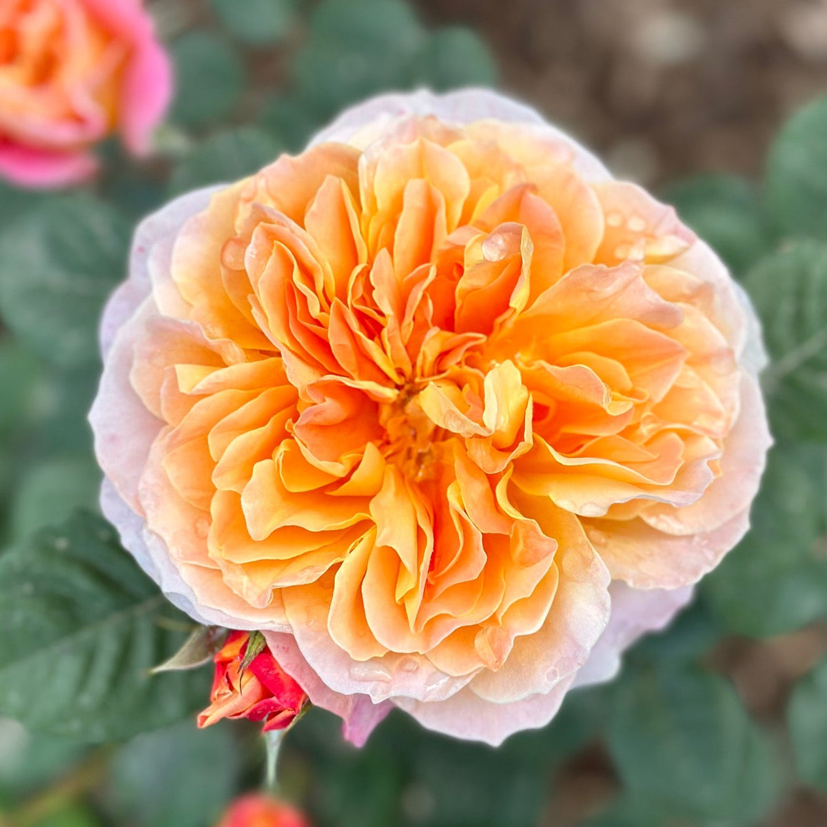The Impressionist™ Potted Rose Bush