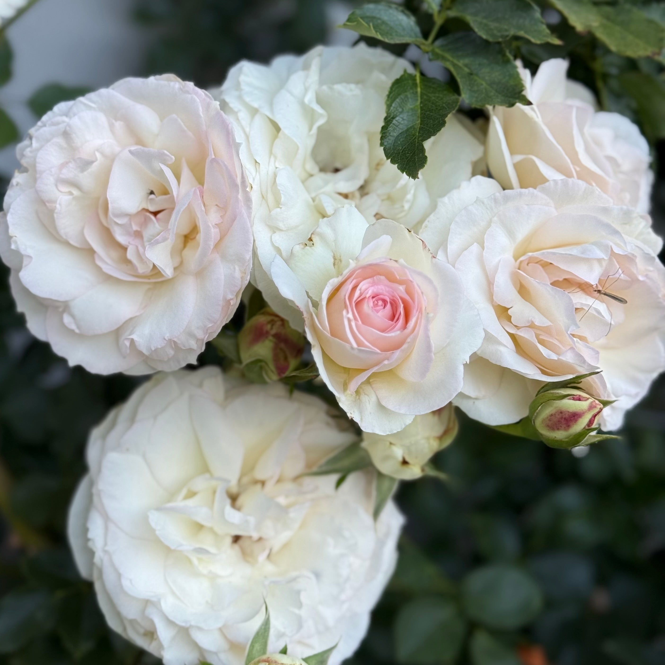 Eden Climber® White Potted Climbing Rose