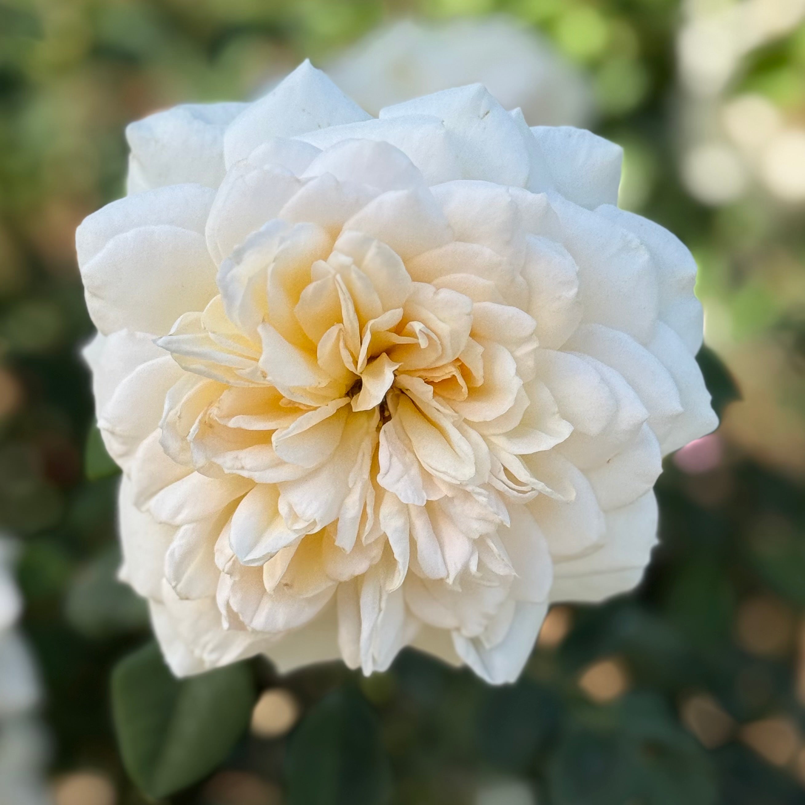 David Austin ® Crocus Rose Potted Rose Bush