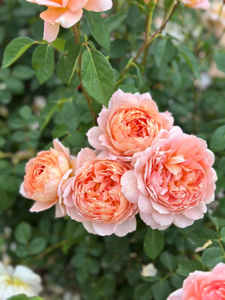 David Austin® Carding Mill® Potted Rose Bush