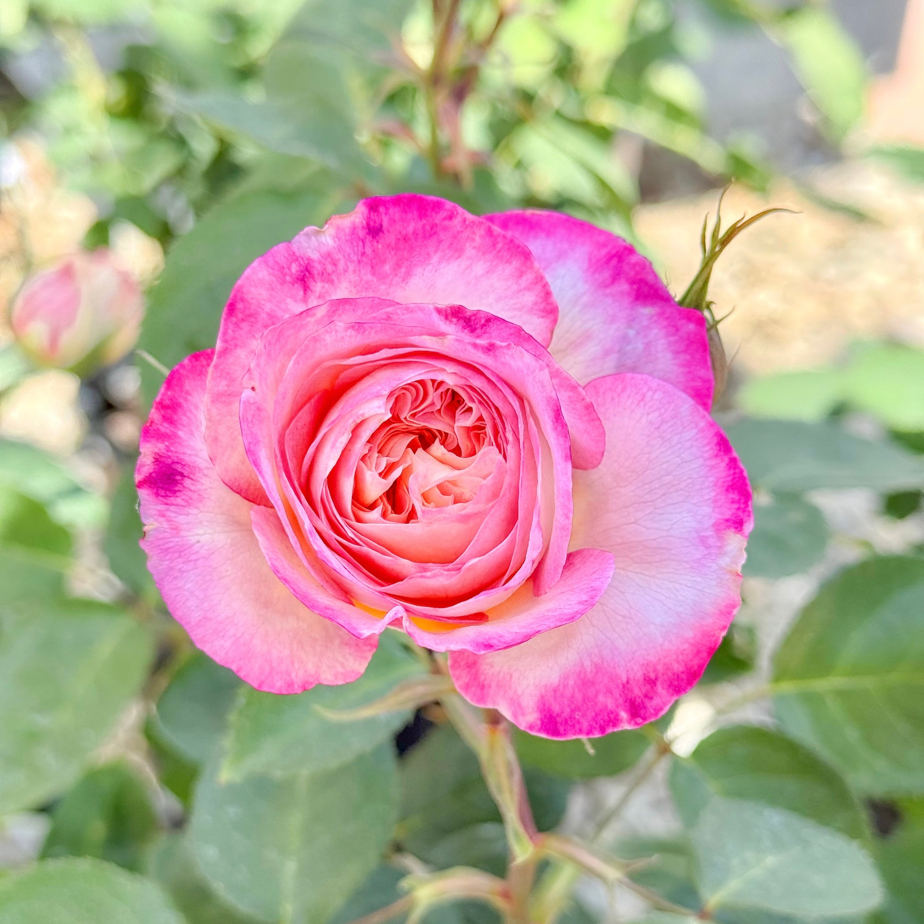 Living the Dream™ Bare Root Rose Bush