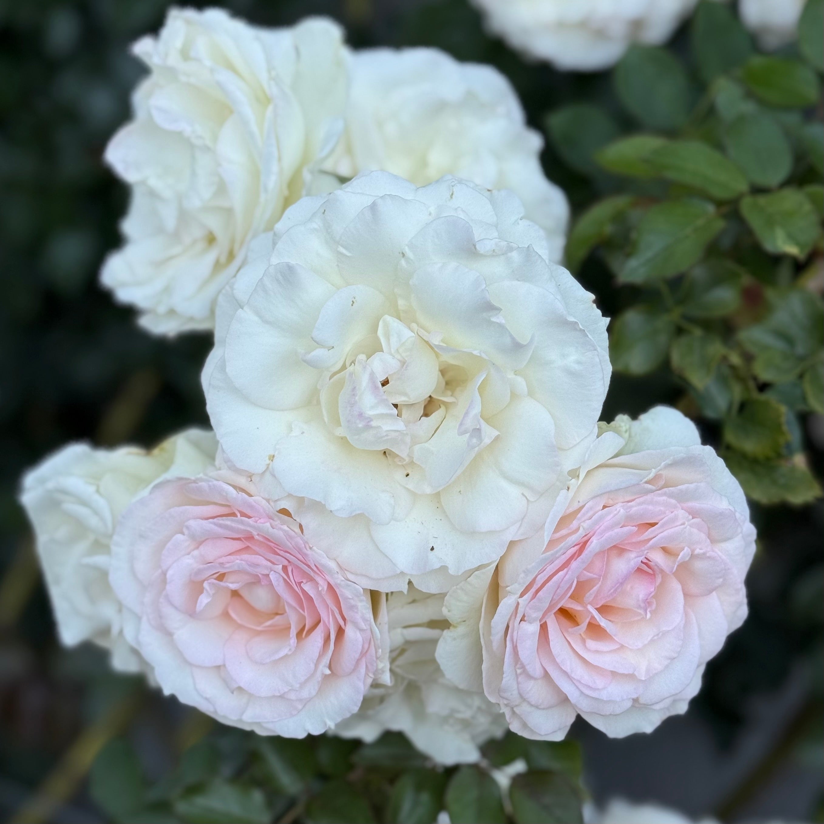 Eden Climber® White Potted Climbing Rose