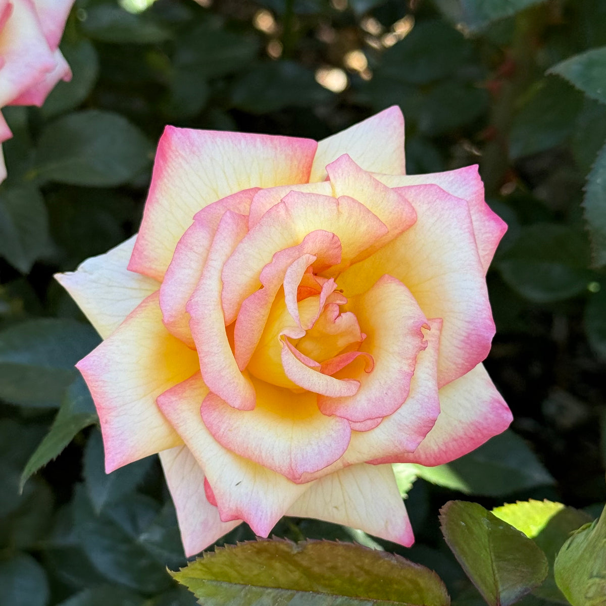 Sheila's Perfume Bare Root Rose Bush