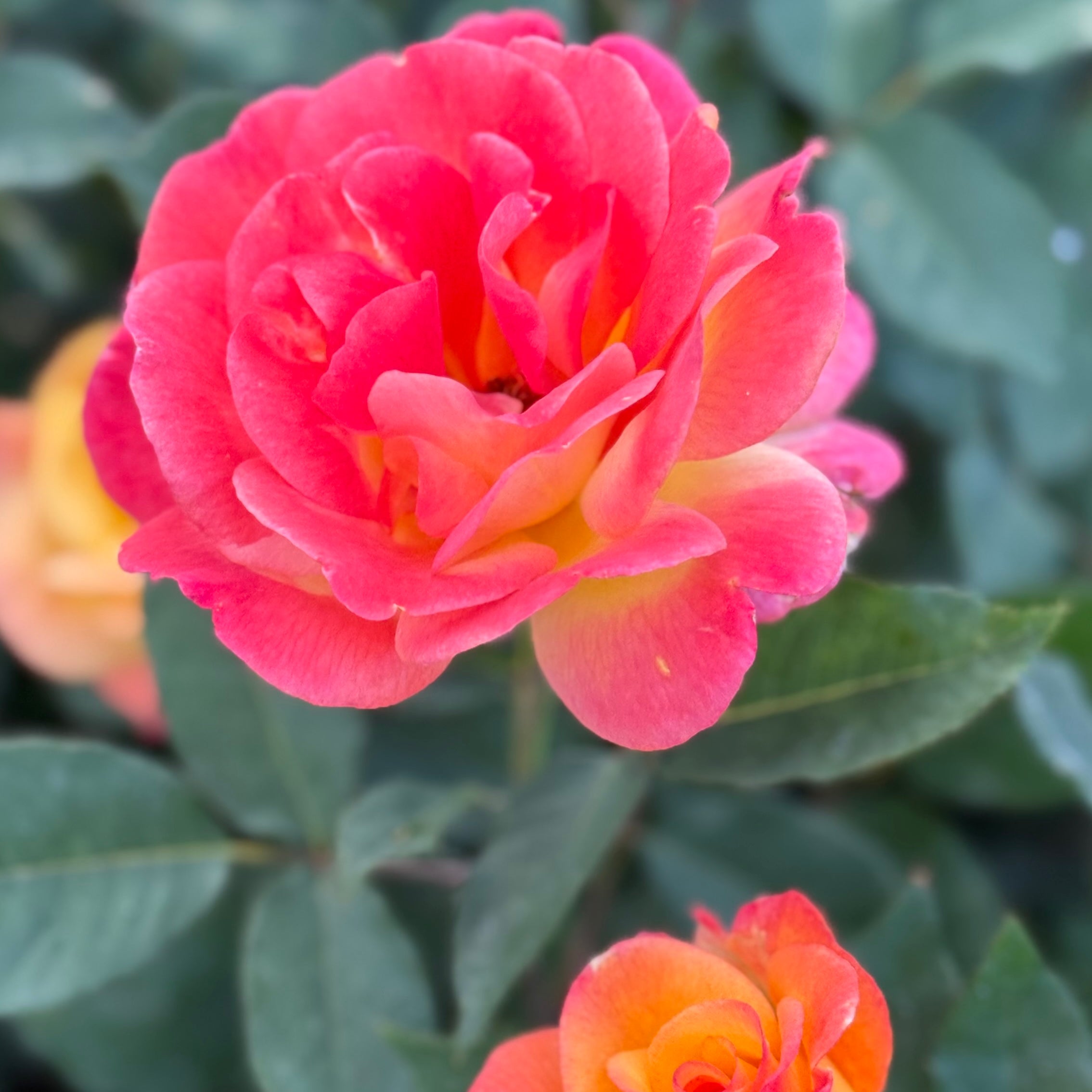 Rio Samba™ Potted Tree Rose
