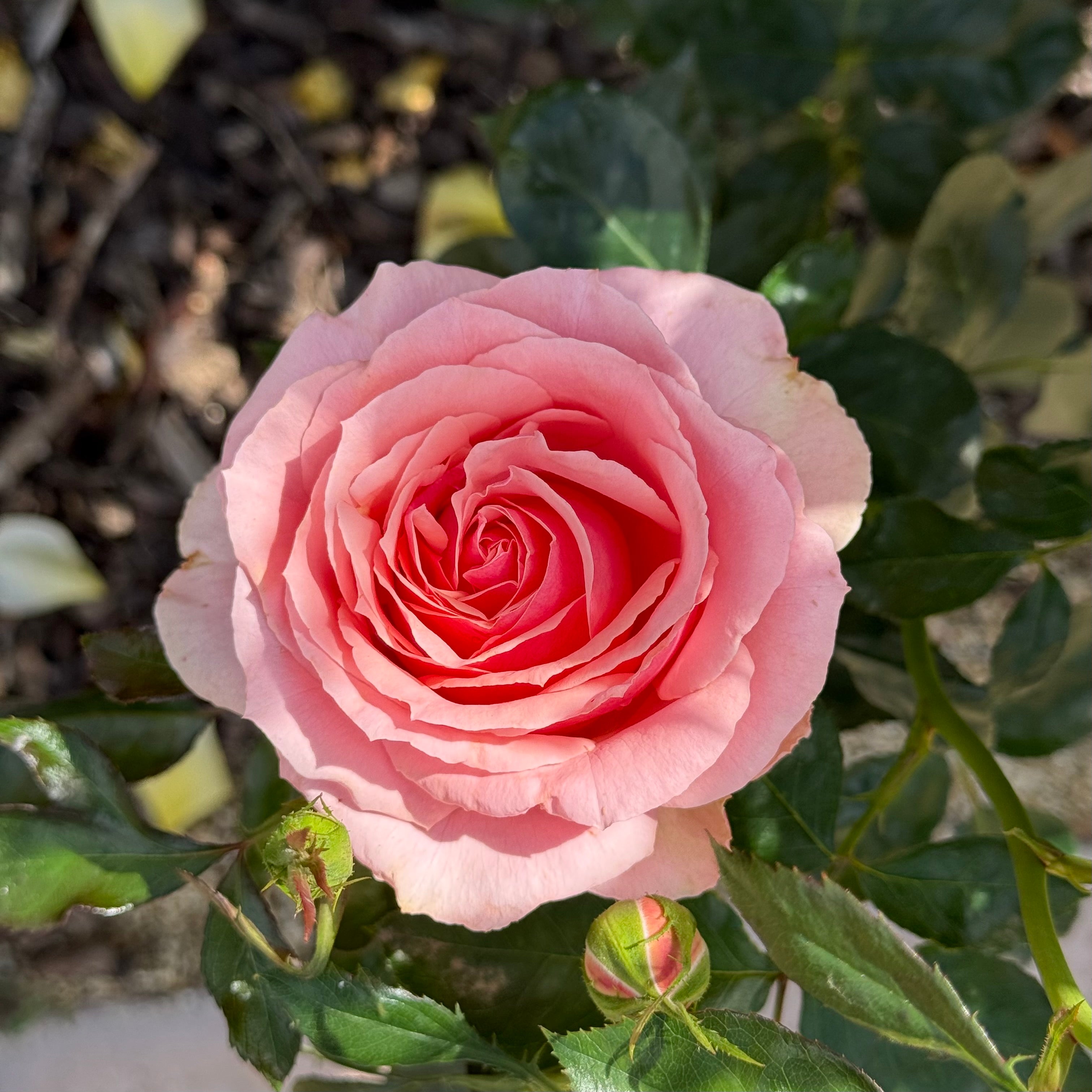 Tournament of Roses Potted Rose Bush
