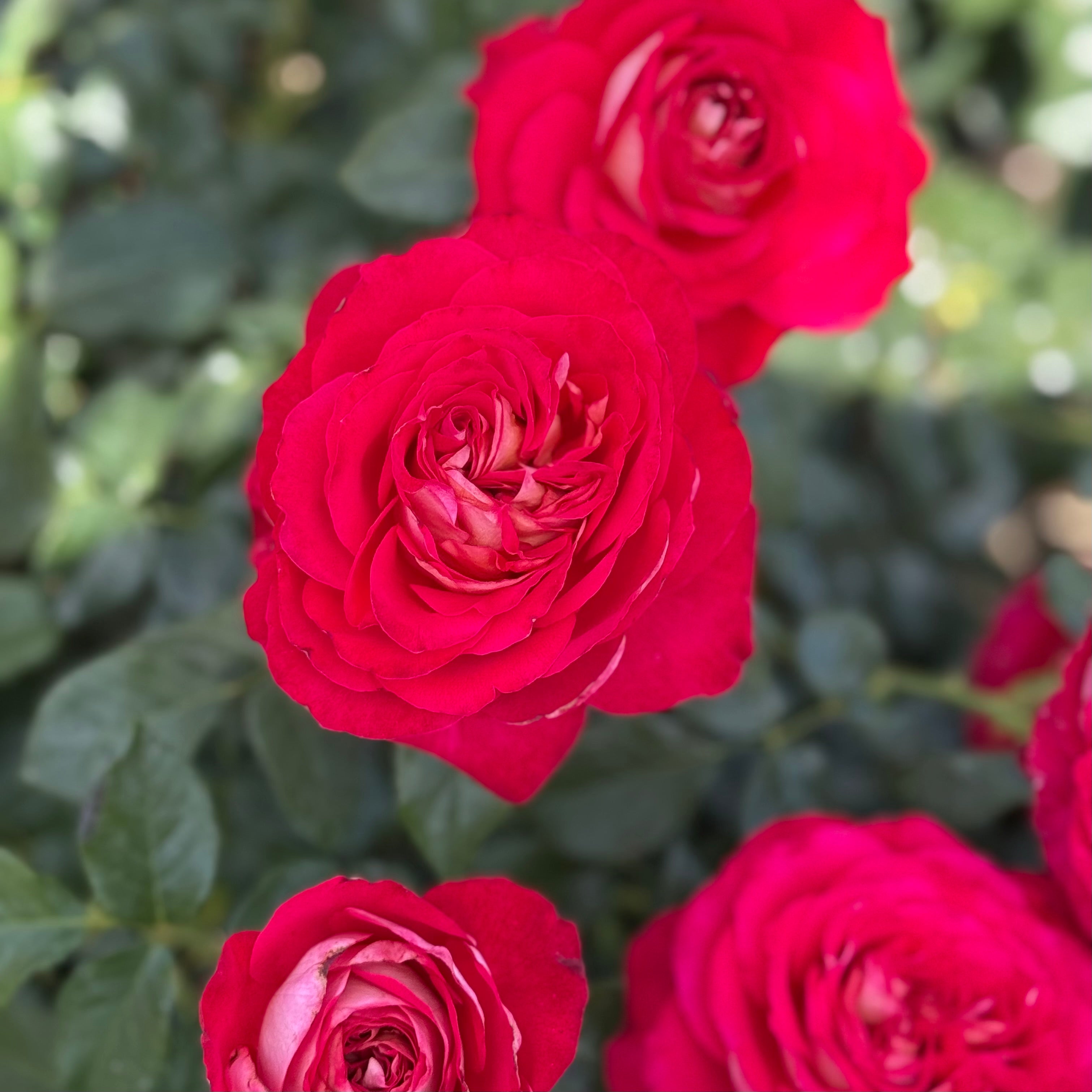 Gypsy Carnival ™ Potted Rose Bush
