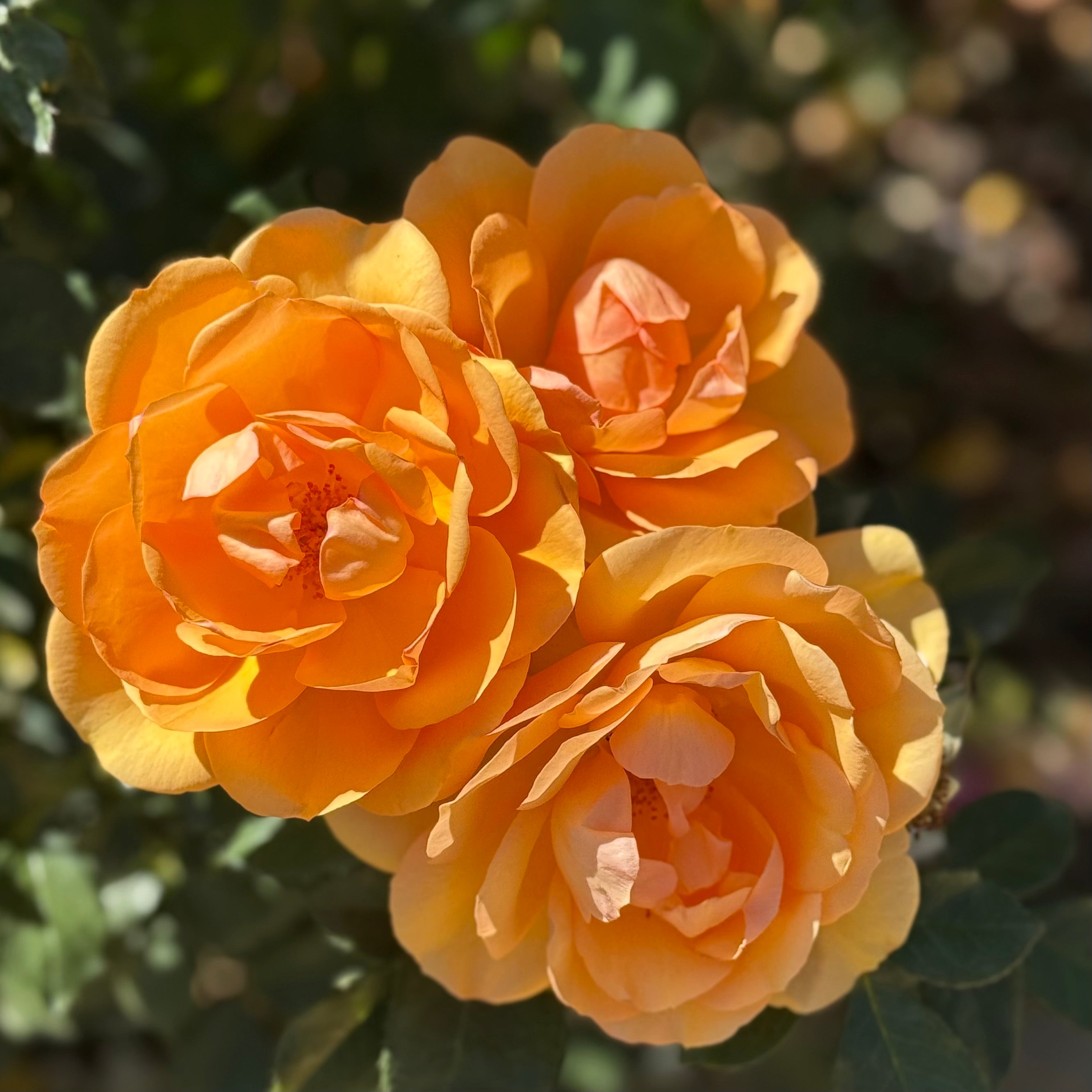 Sunbelt® South Africa® Potted Rose Bush