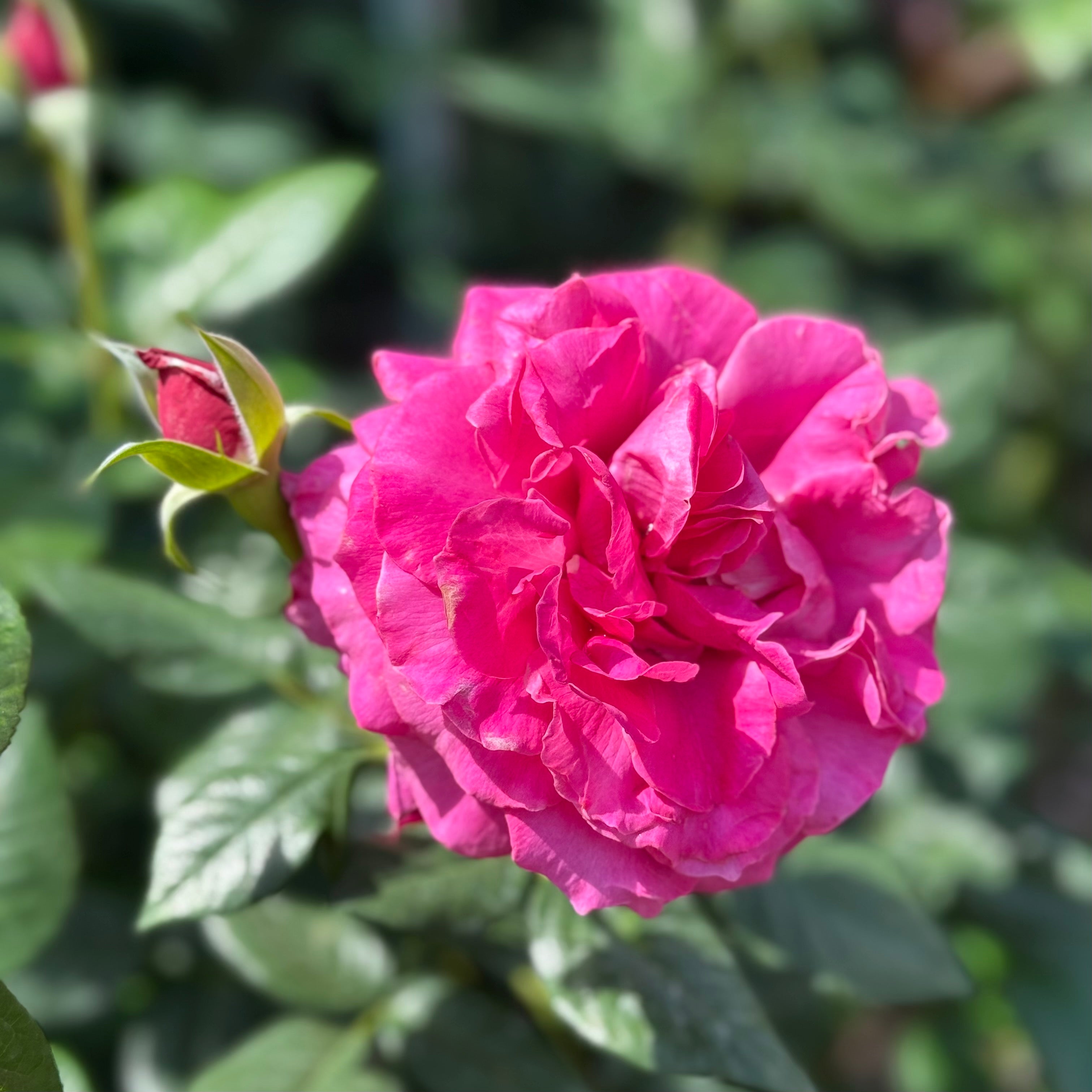 Pretty Lady™ Rose Potted Tree Rose