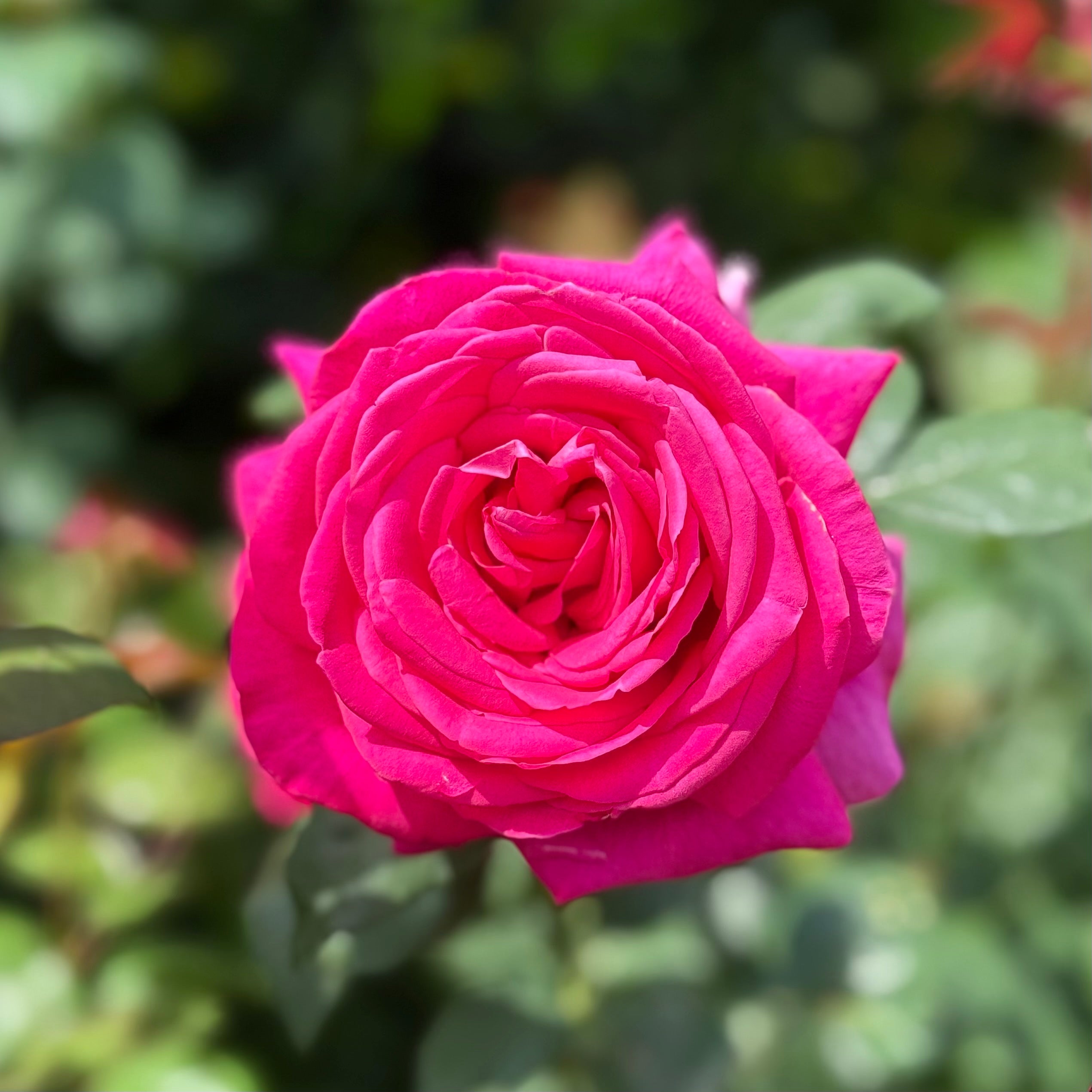 All My Loving™ Bare Root Rose Bush