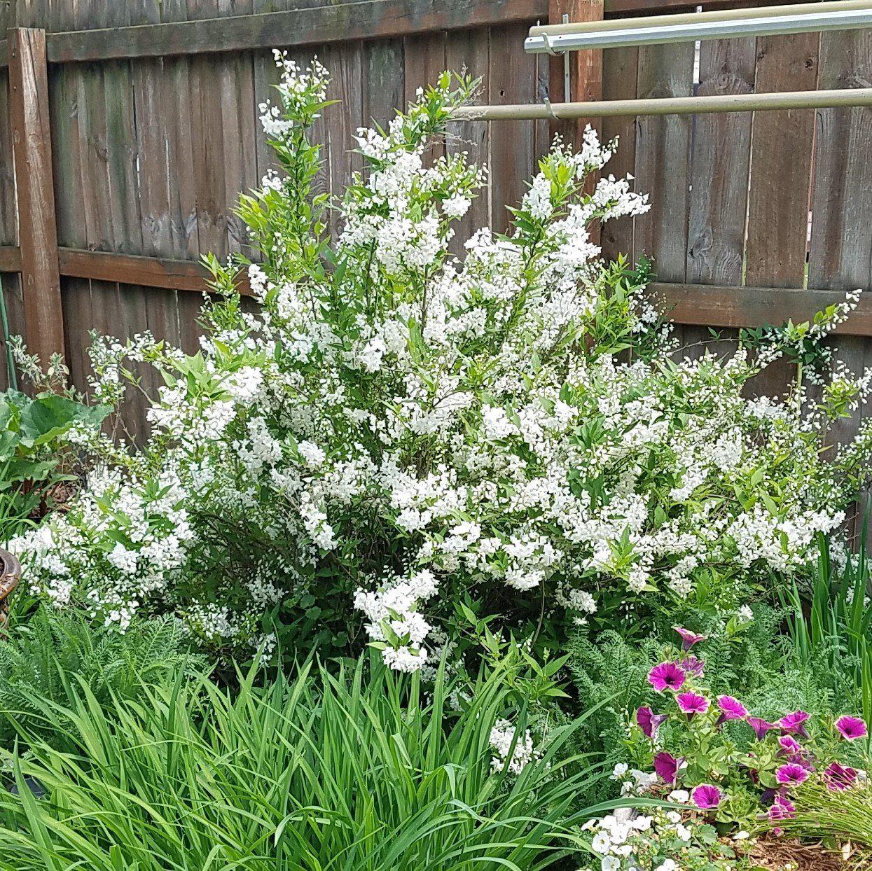 Deutzia, Dwarf Nikko Deutzia 3 GALLON
