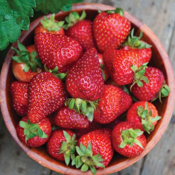 Strawberry 'Seascape' Everbearing Potted Strawberry Plant