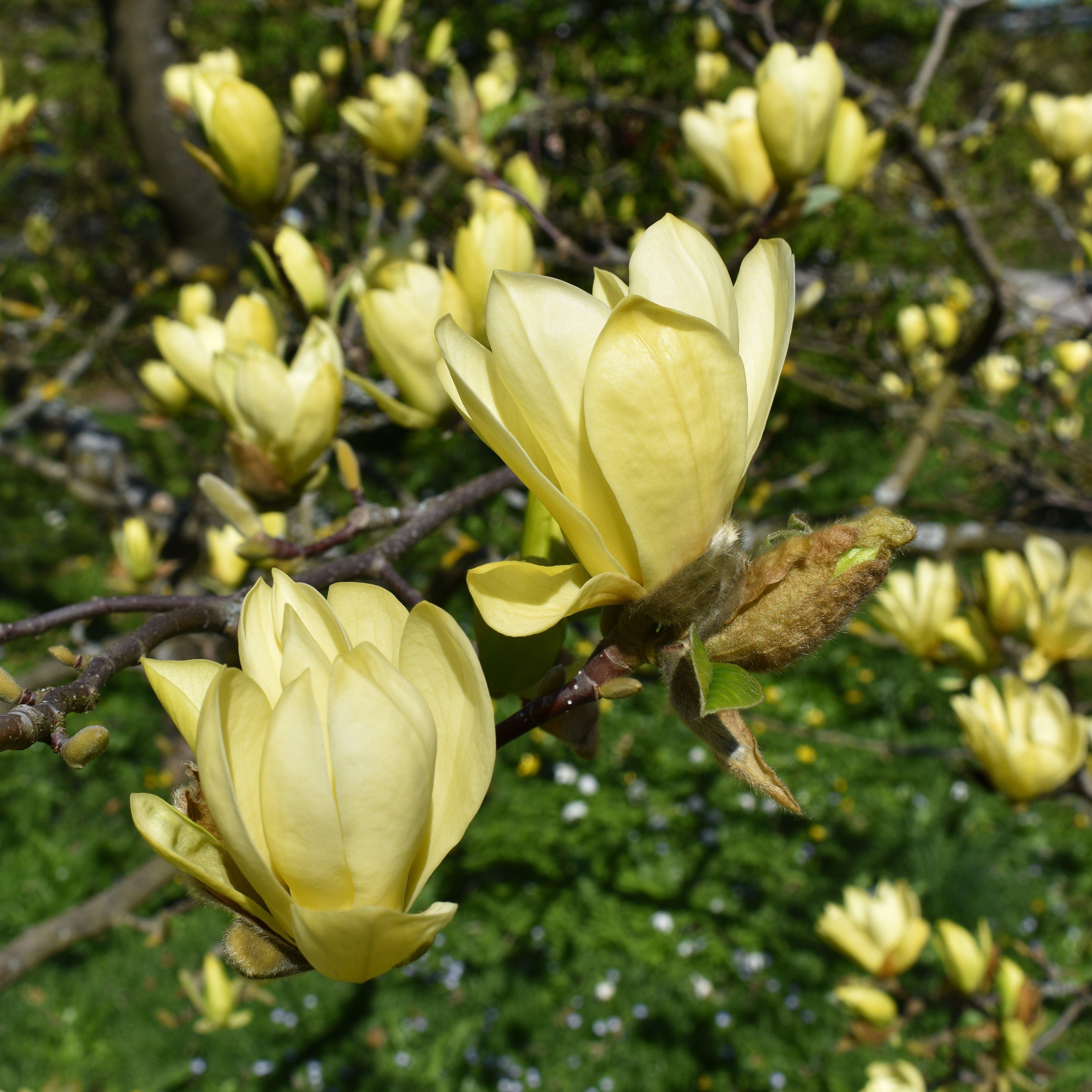 Magnolia 'Butterflies' Potted Magnolia Plant