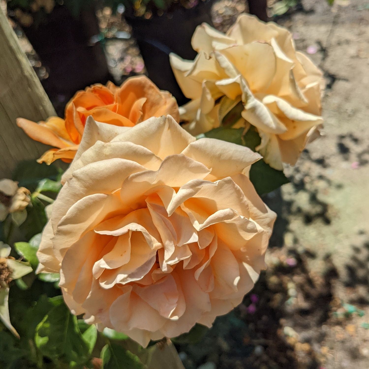 Golden Opportunity™ Potted Climbing Rose