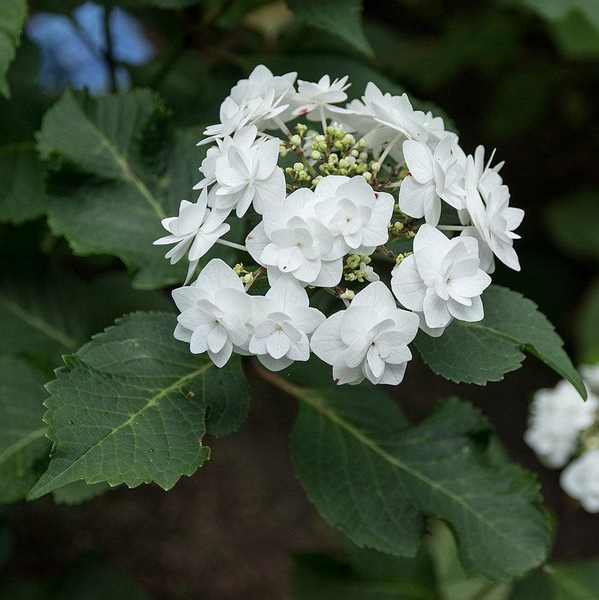 Double Delights™ Wedding Gown Hydrangea