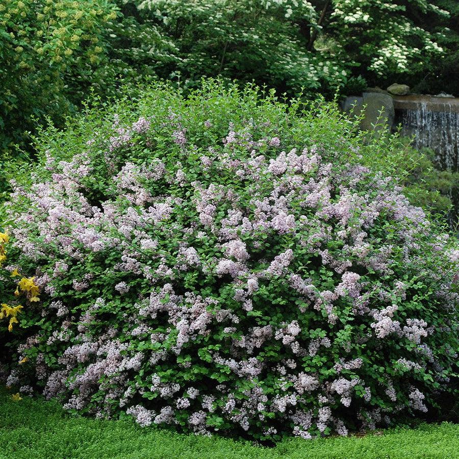 lavender lilac plant Lilac Palibin Potted Korean Lilac Bush