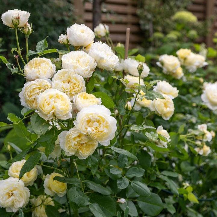 David Austin® Vanessa Bell® Potted Rose Bush