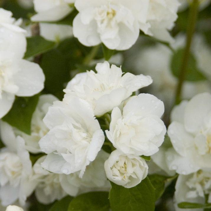 First Editions® Mock Orange 'Snow White Fantasy' Potted Mock Orange Bush