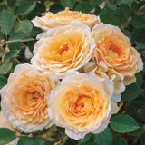 Edith's Darling® Potted Rose Bush