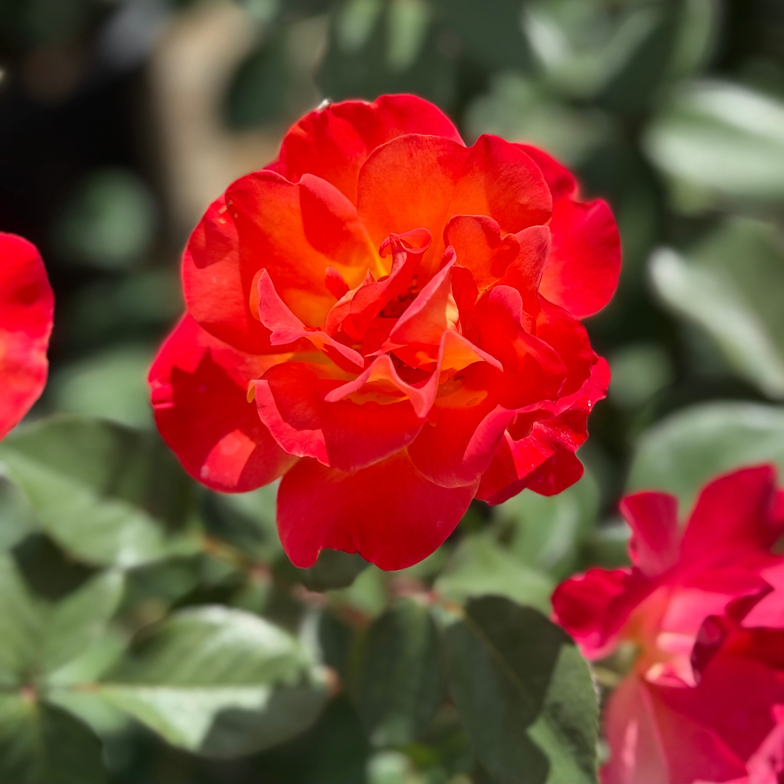 Playboy® Potted Rose Bush