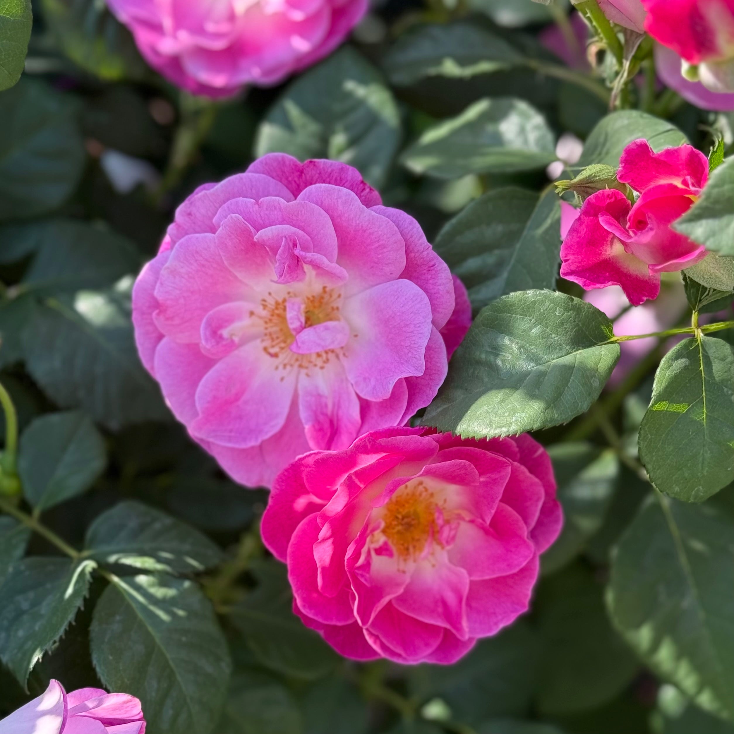 Brilliant Pink Iceberg Potted Rose Bush