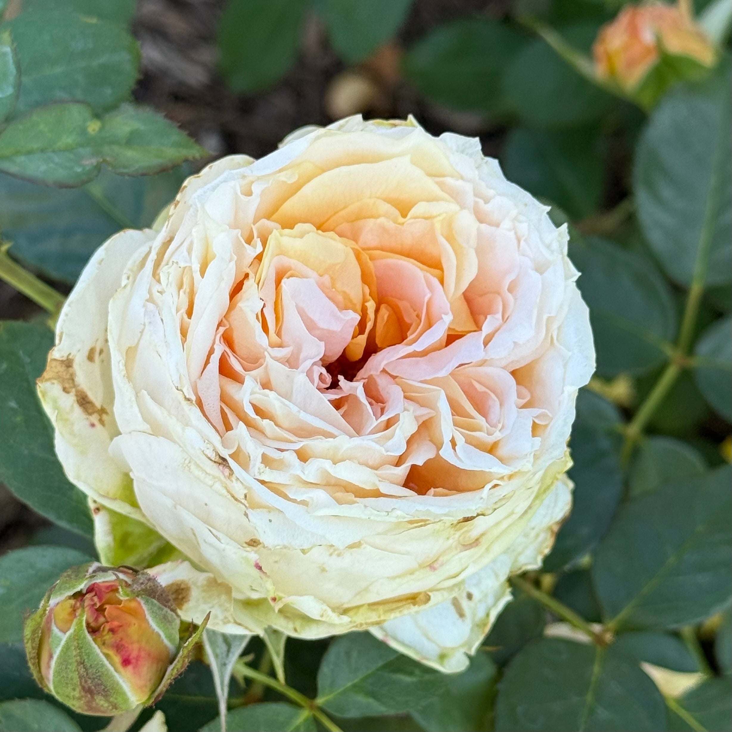 Forever Amber™ Potted Rose Bush