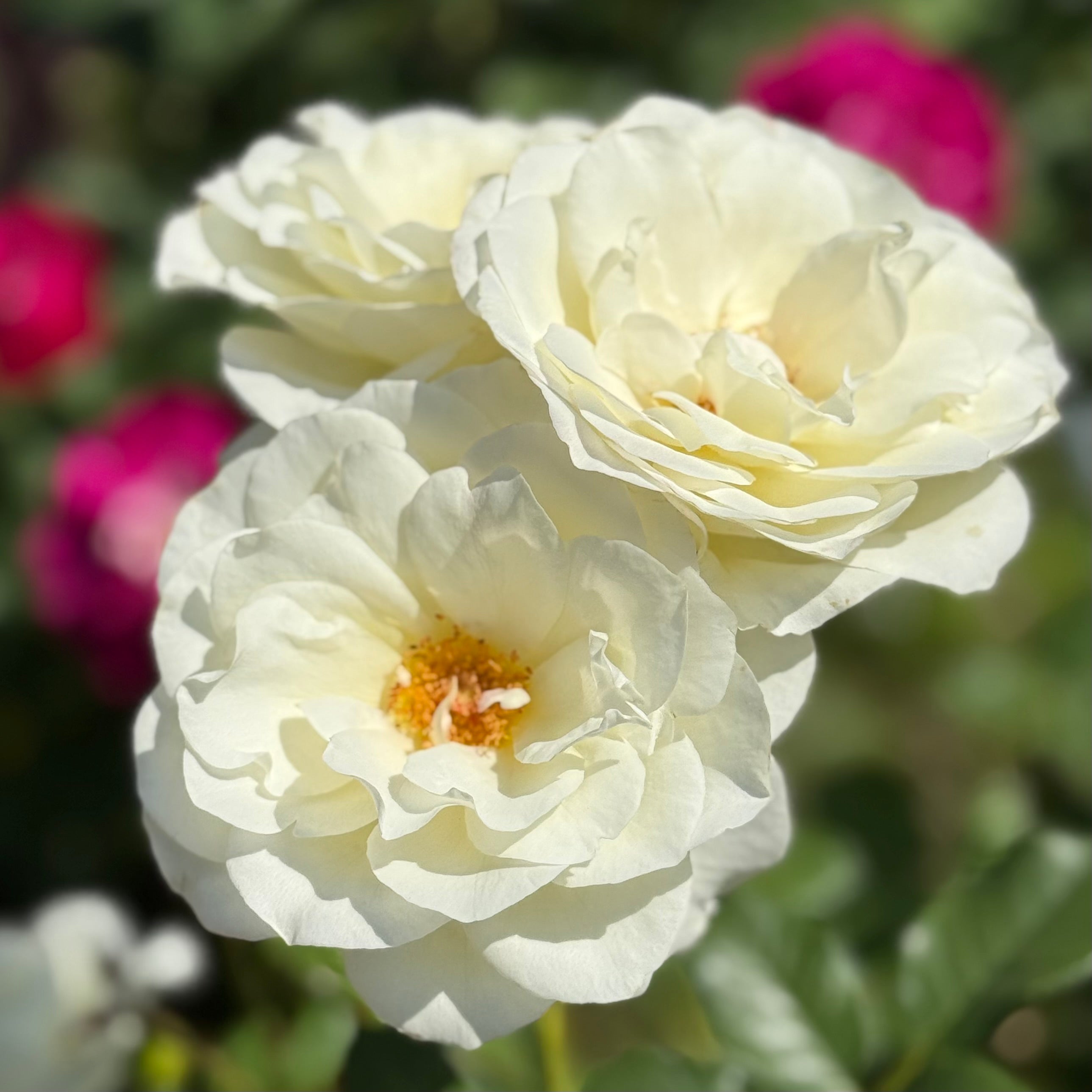 Moondance Potted Rose Bush