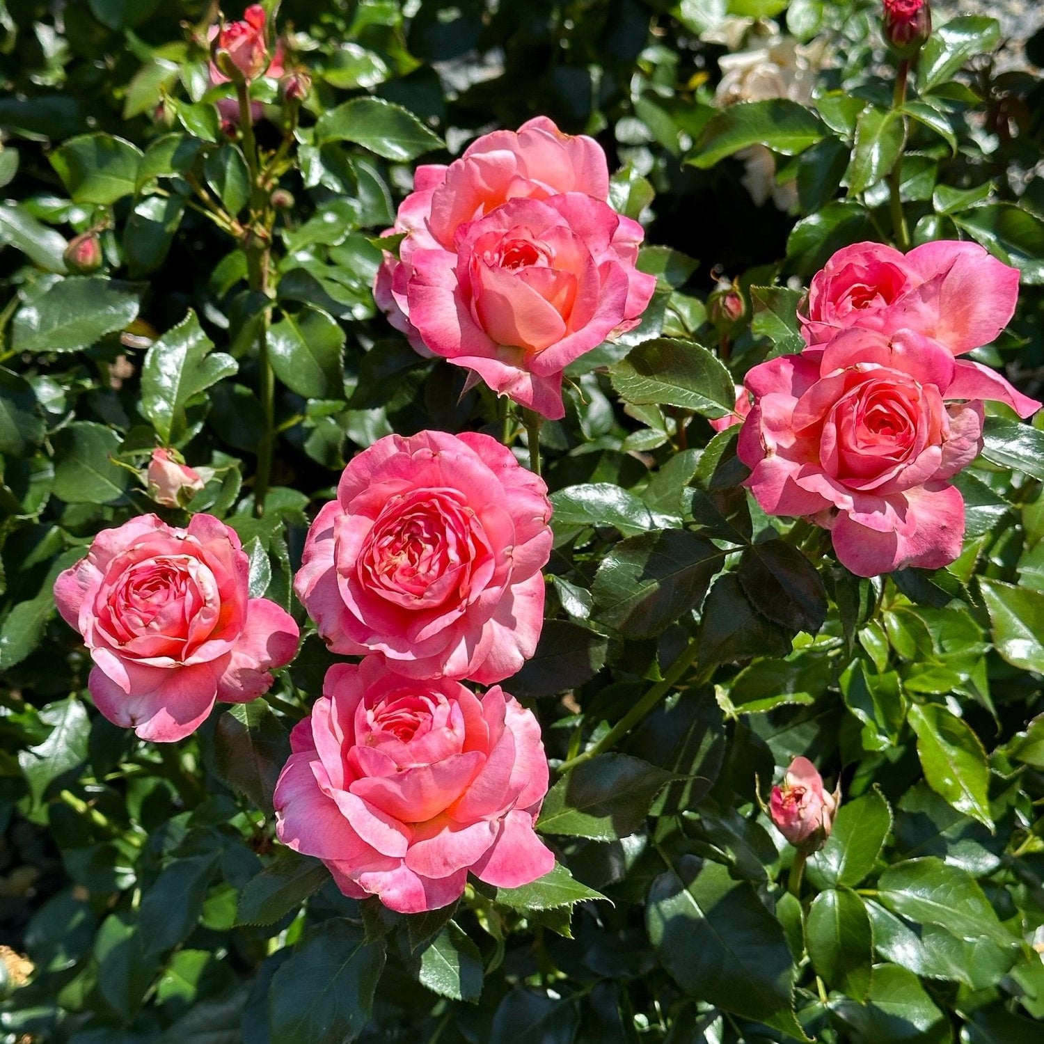Leap of Faith™ Potted Rose Bush