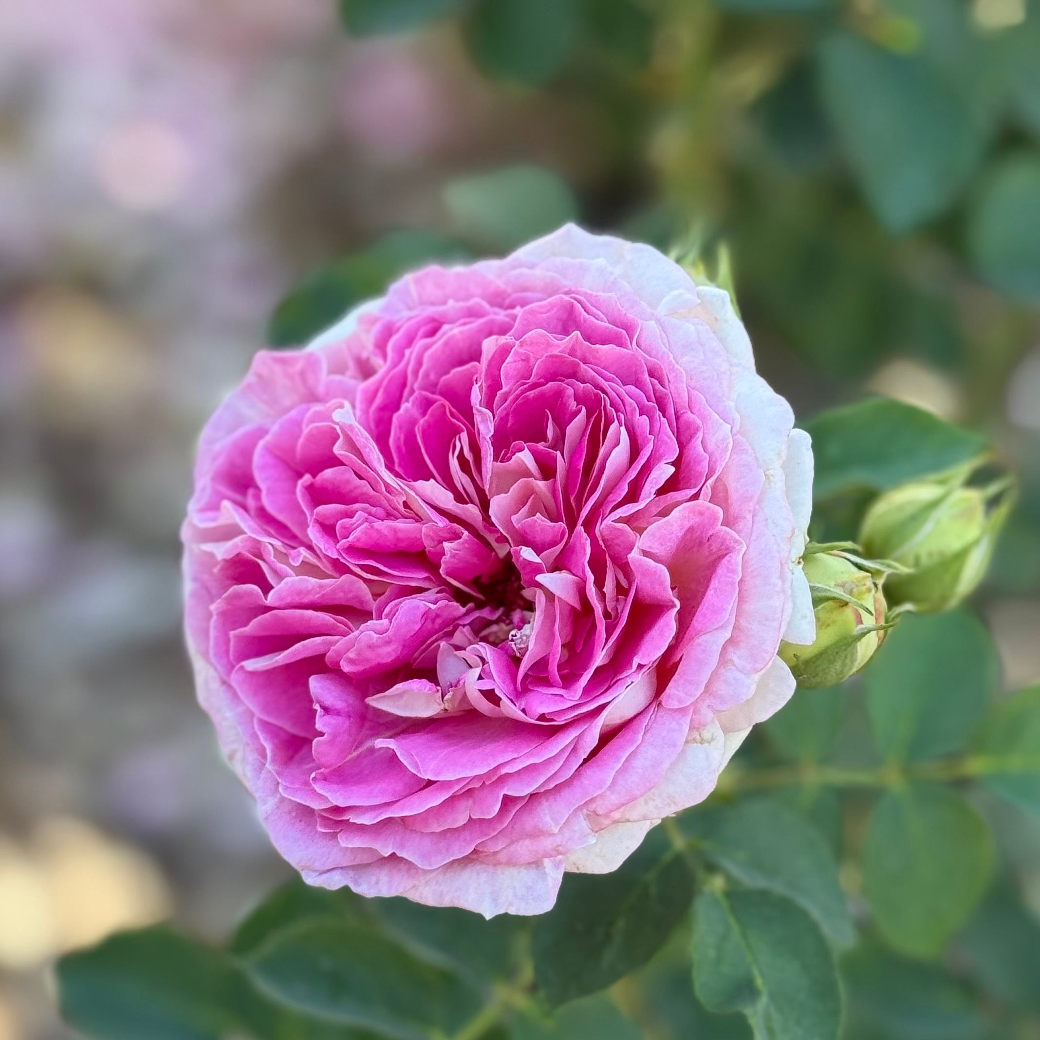 Fashion Forward™ Potted Rose Bush