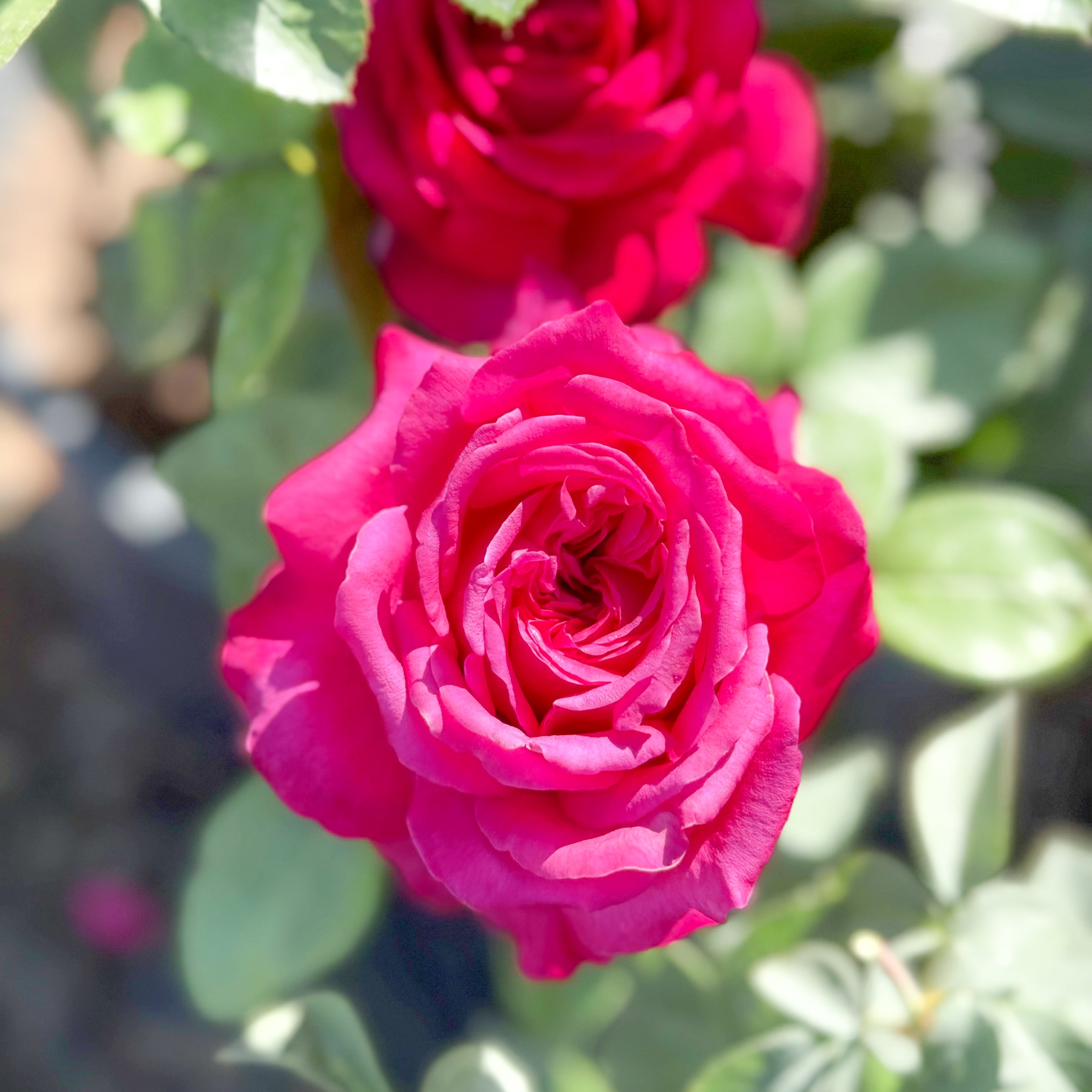 Adélaïde-Grace™ Potted Rose Bush