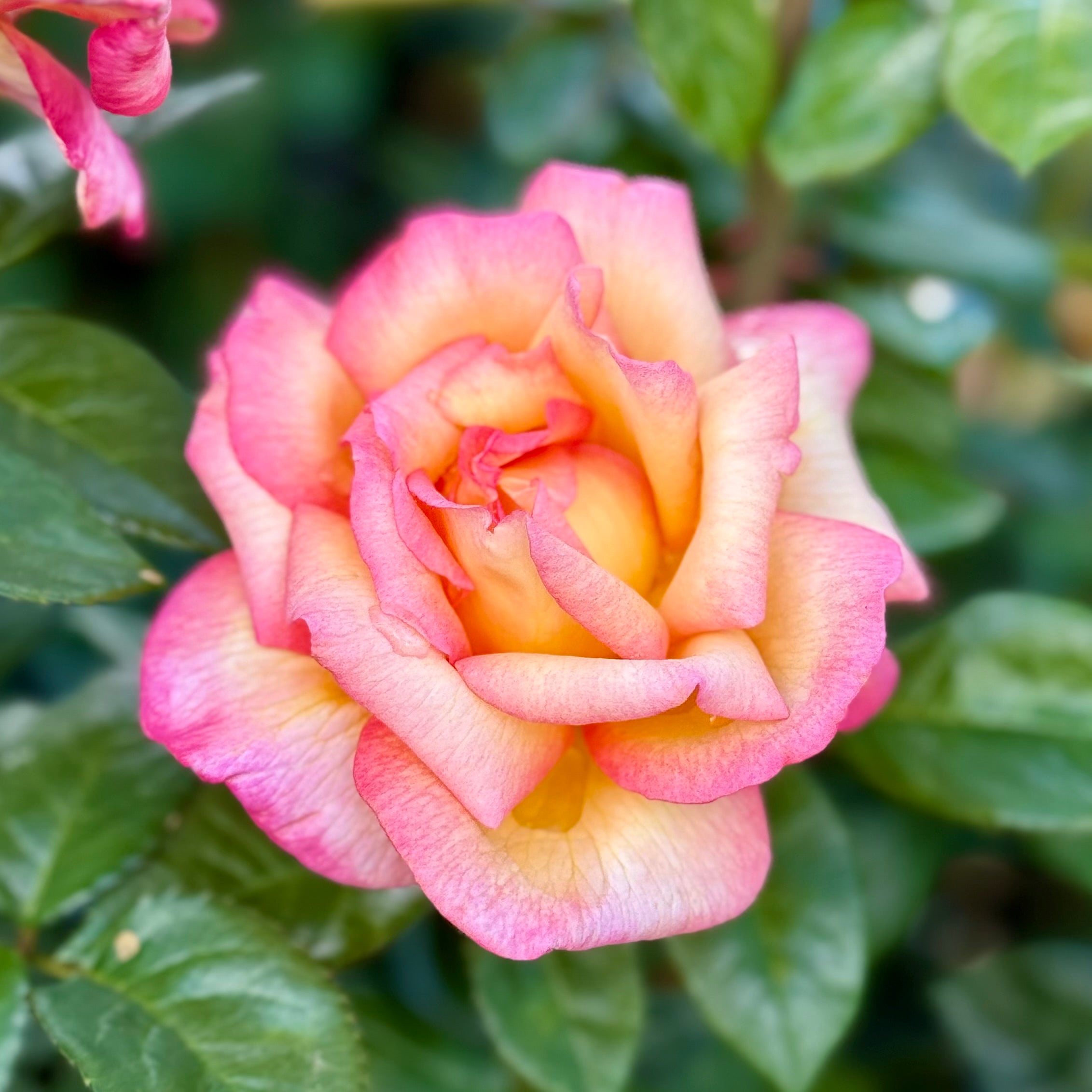 Sheila's Perfume Potted Rose Bush