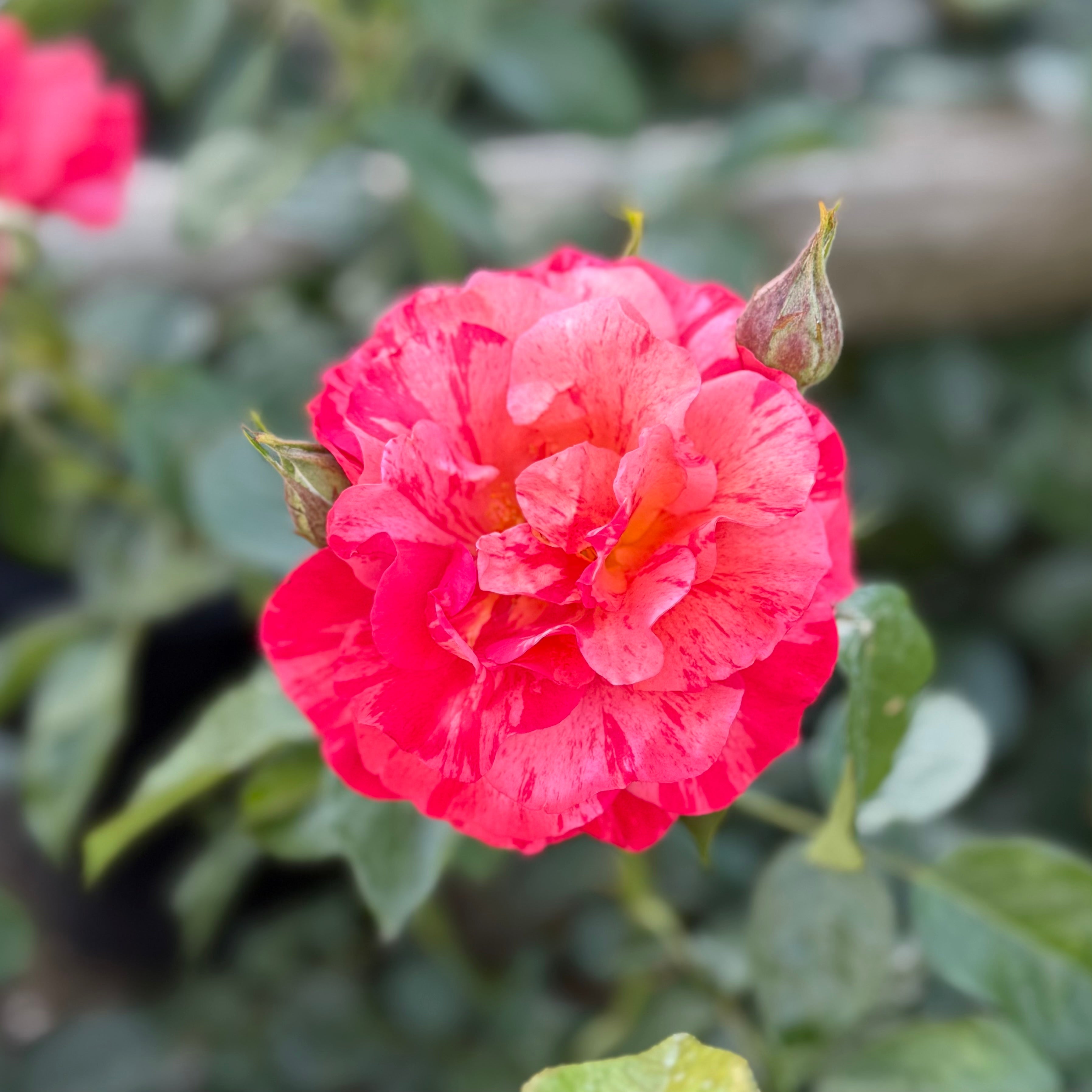 Frida Kahlo® Potted Rose Bush