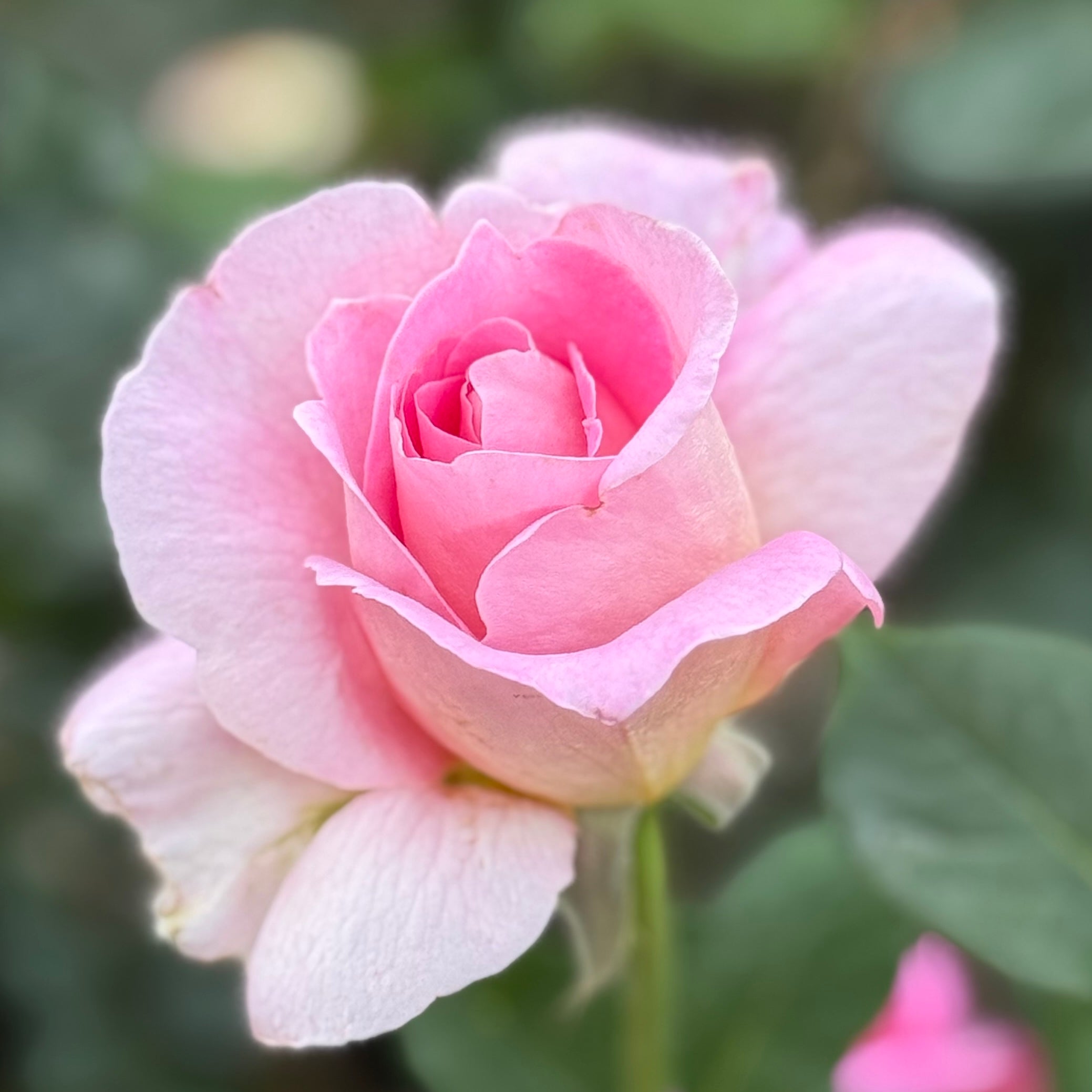 Tiffany Potted Rose Bush