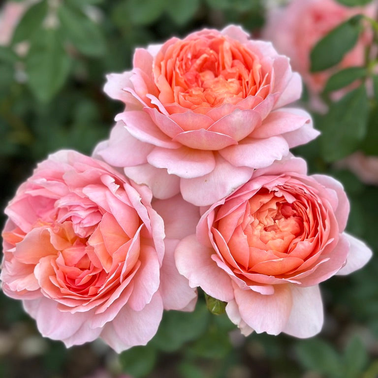 Carding Mill Tree Rose | Apricot David Austin Tree Rose | Grace