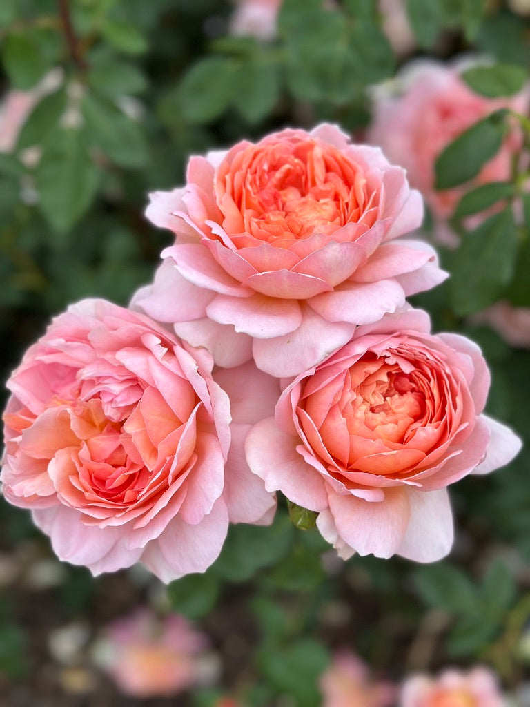 David Austin® Carding Mill® Potted Rose Bush