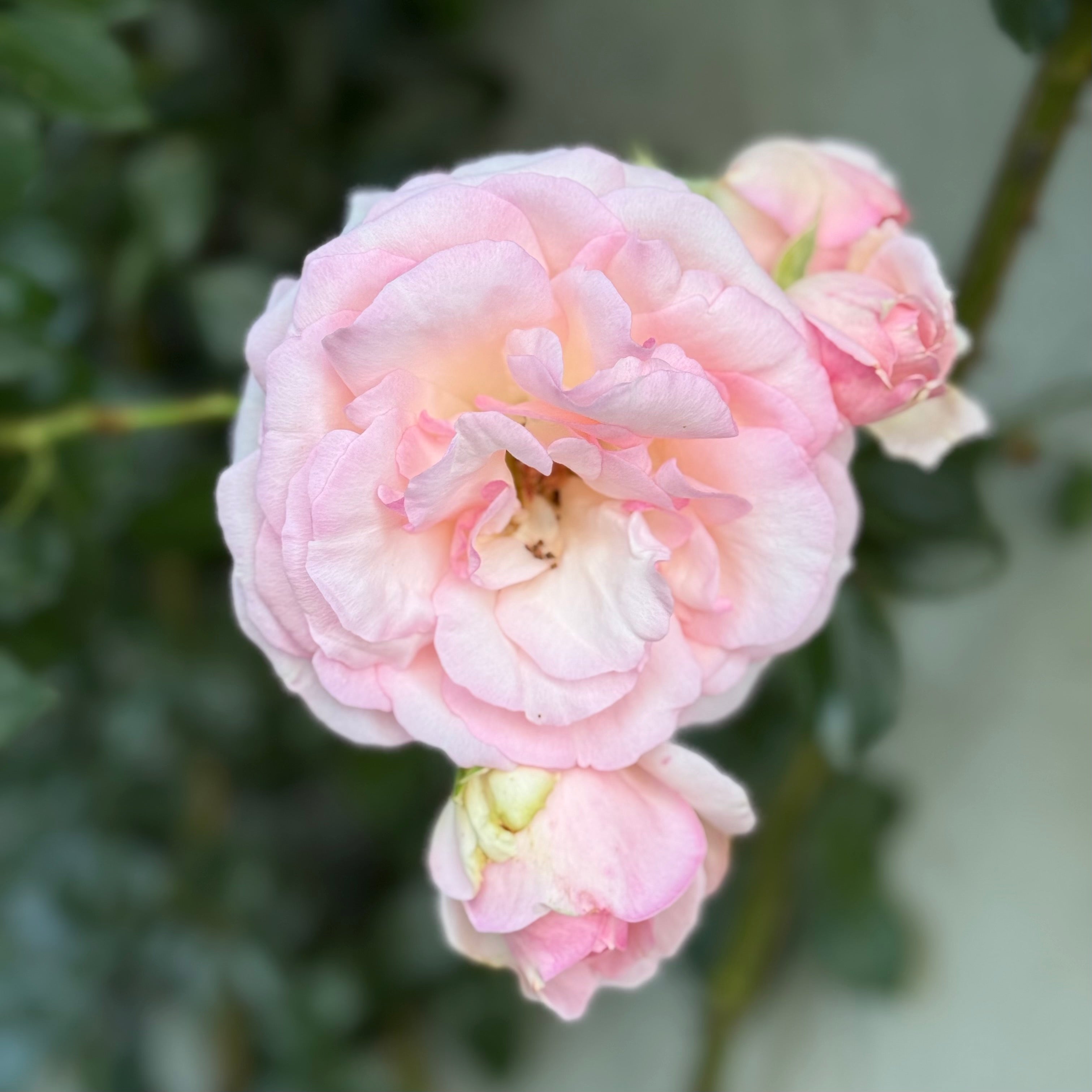 Eden Climber® Potted Climbing Rose