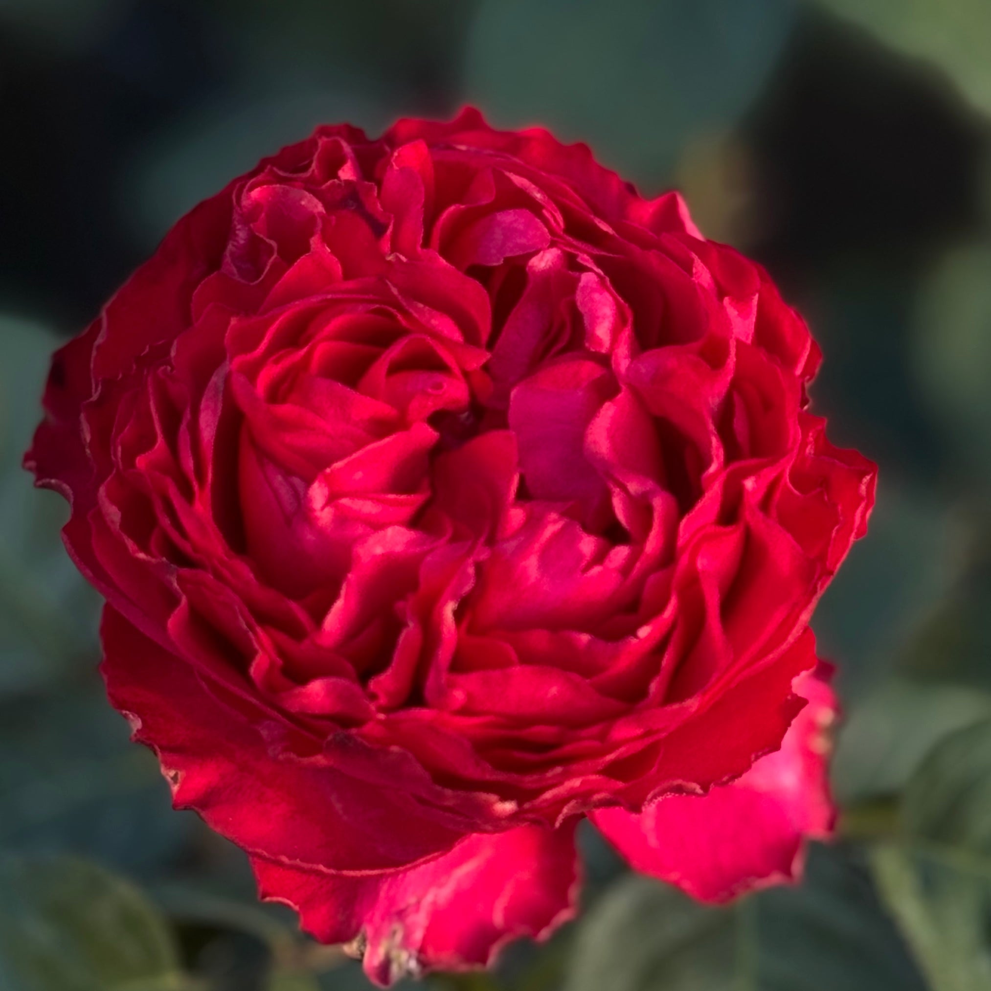 Traviata® Potted Rose Bush
